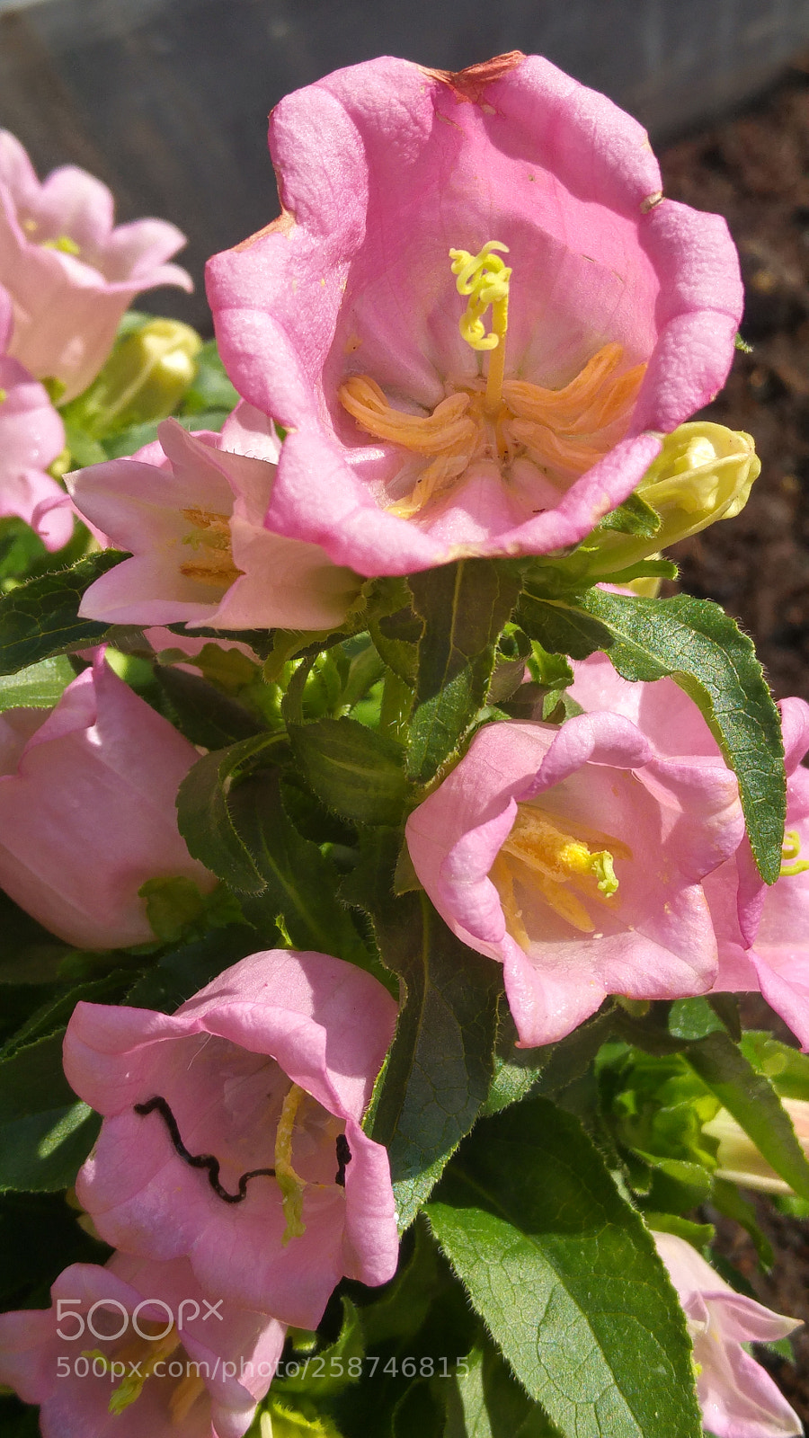 LG G4 sample photo. Flowers photography