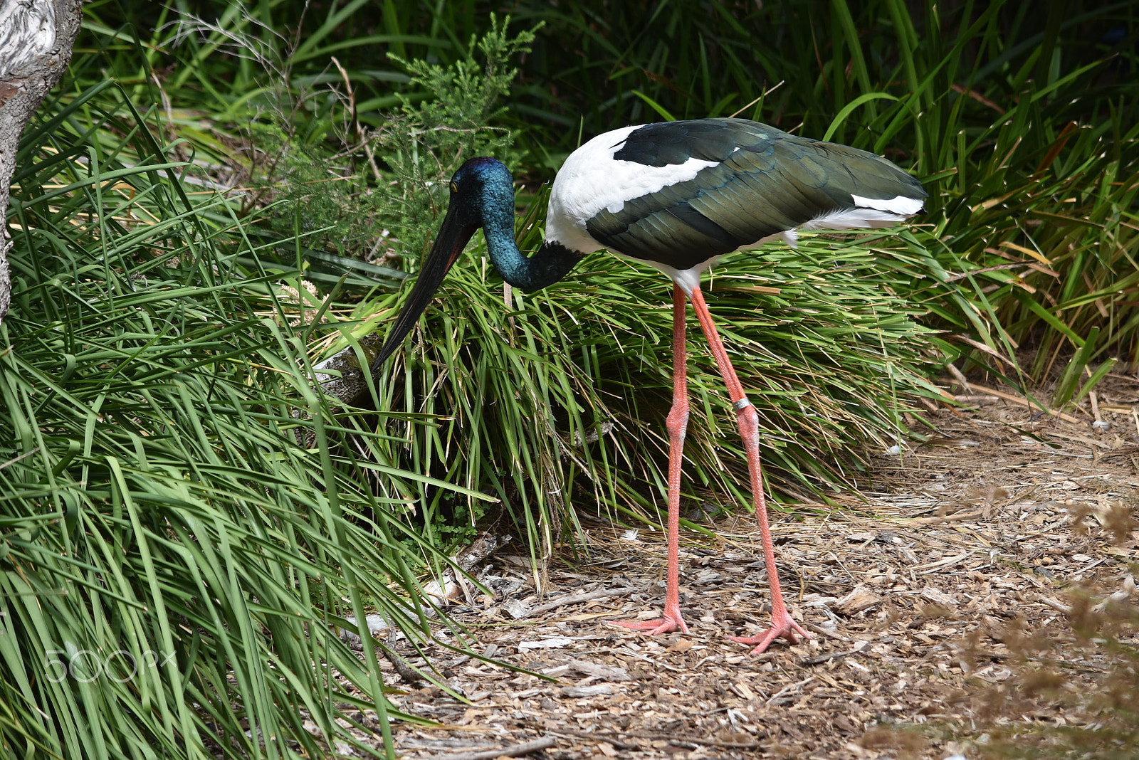 Nikon D5500 sample photo. Blissful wildlife photography