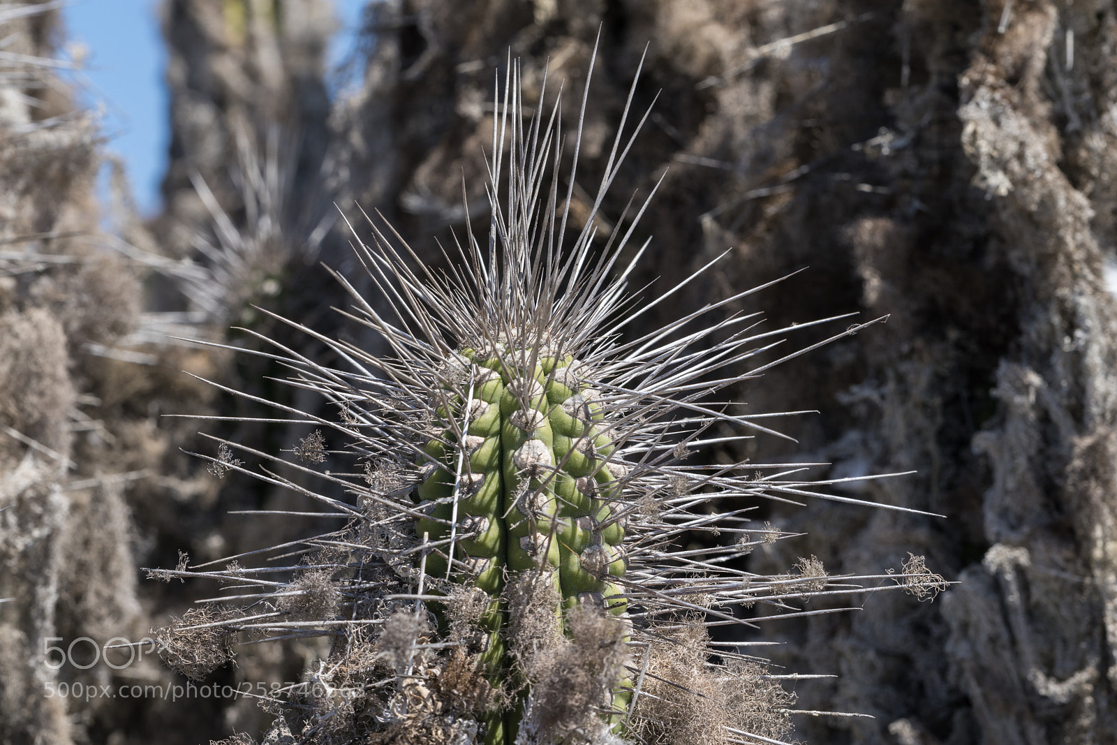 Sony a7R II sample photo. Isla damas photography