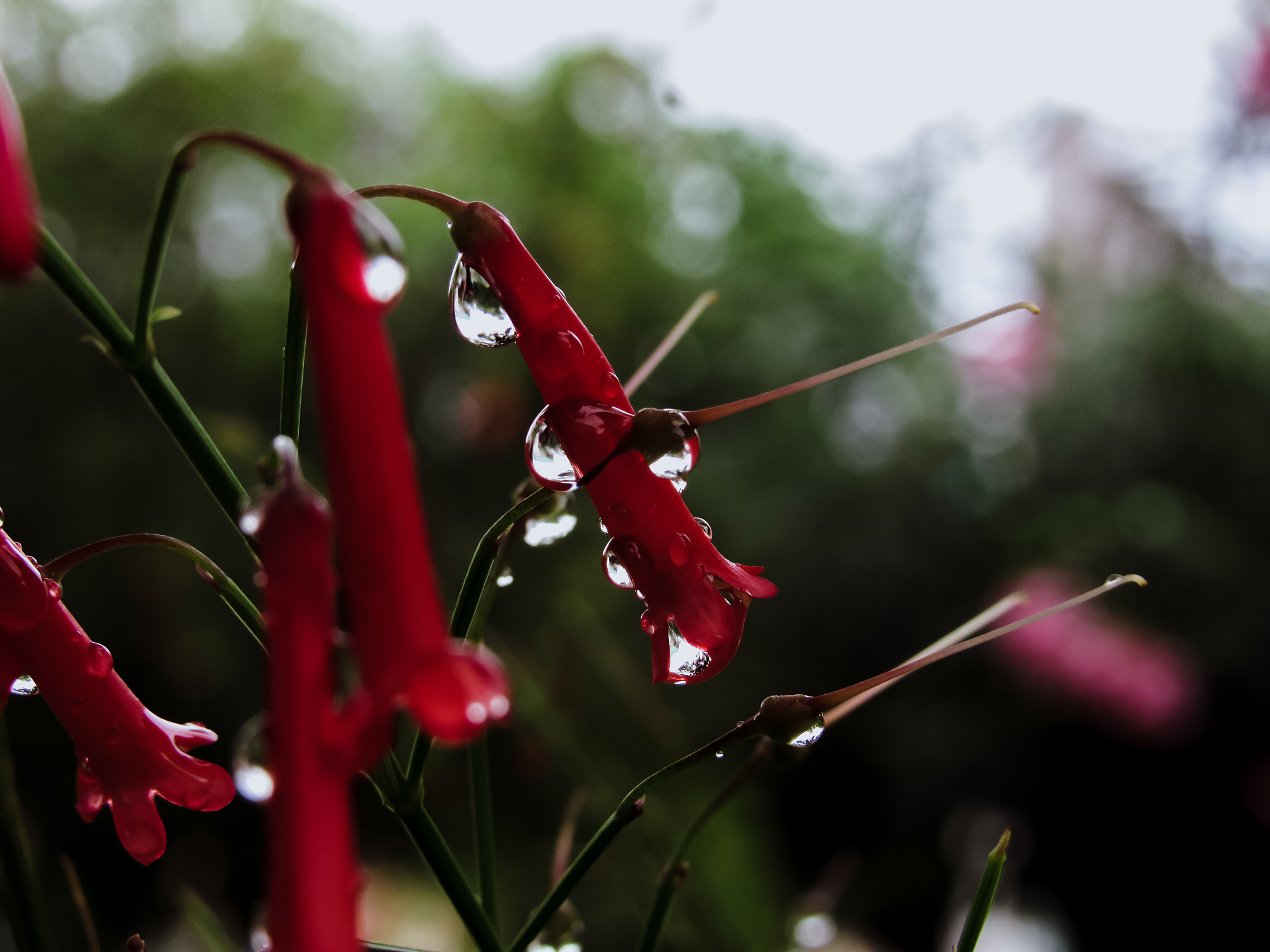 Canon PowerShot SX520 HS sample photo. Sinos vermelhos photography
