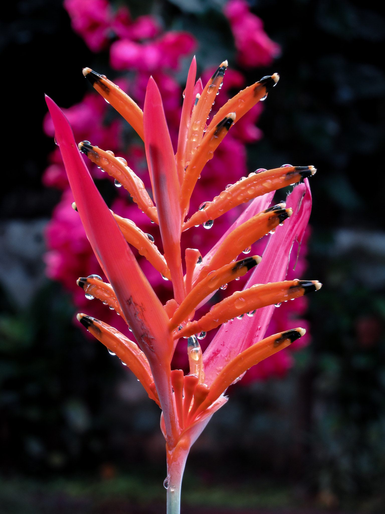 Canon PowerShot SX520 HS sample photo. Parece uma flor photography