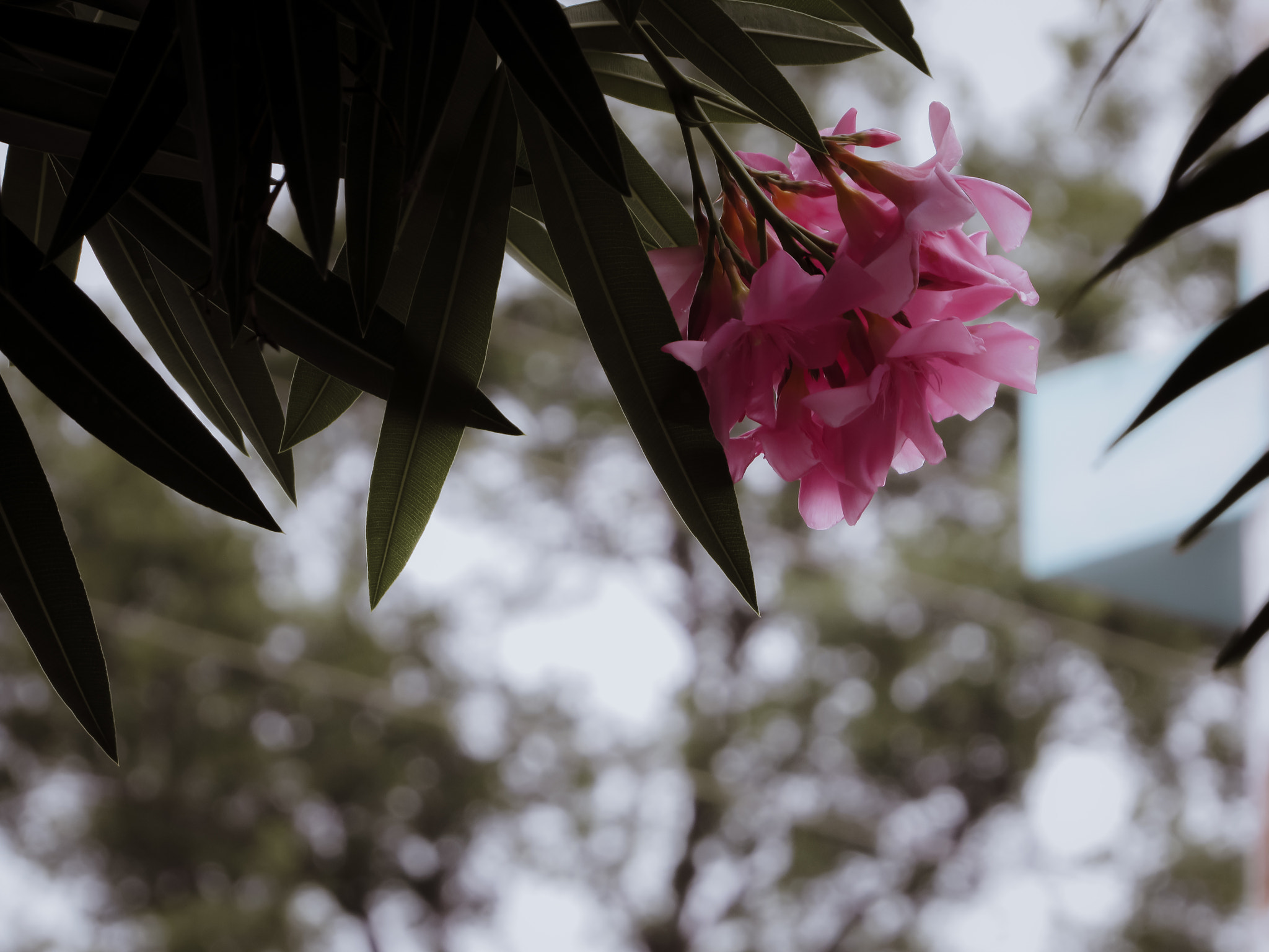 Canon PowerShot SX520 HS sample photo. Flor photography