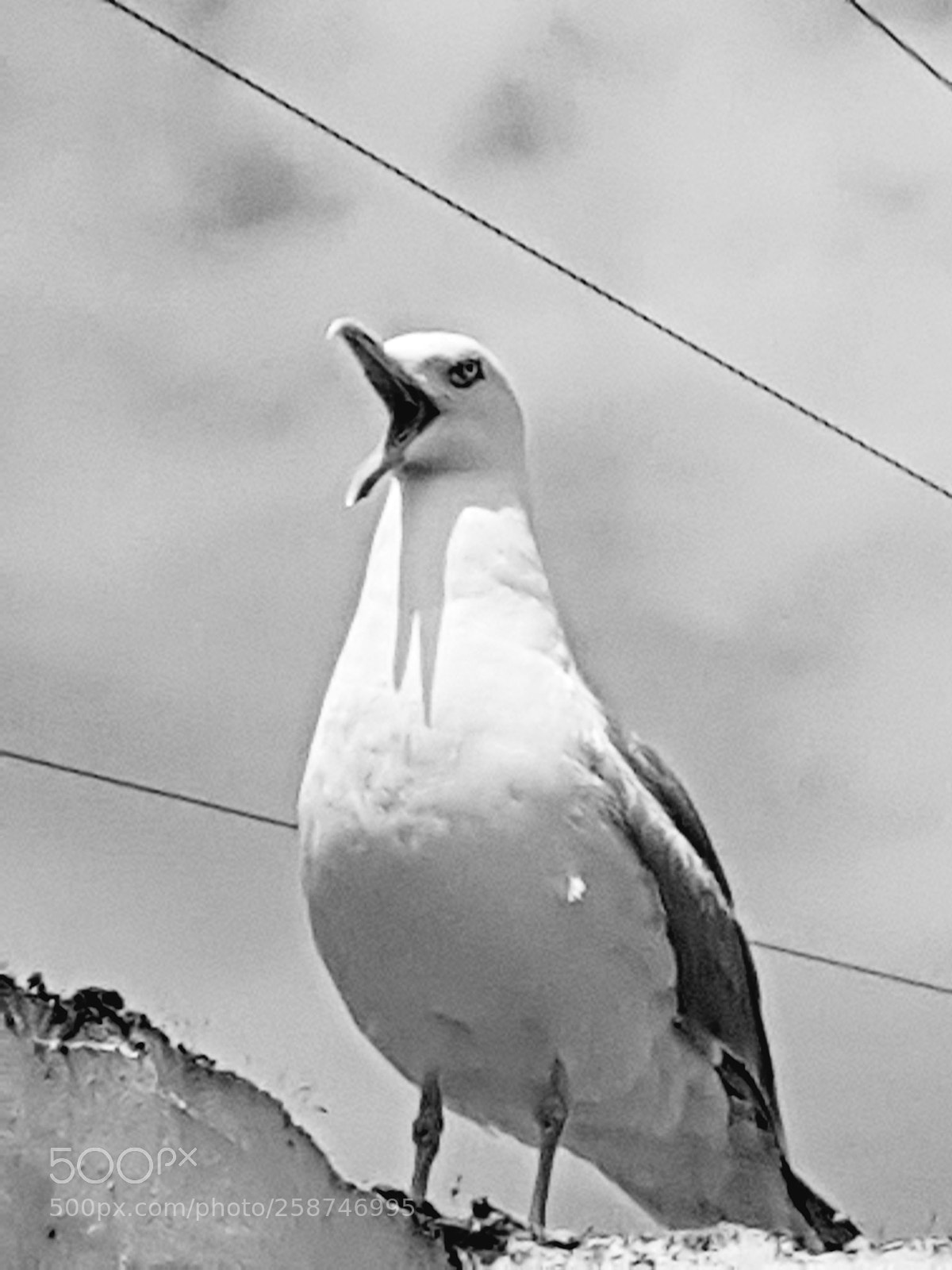 Samsung Galaxy S7 sample photo. The bird photography