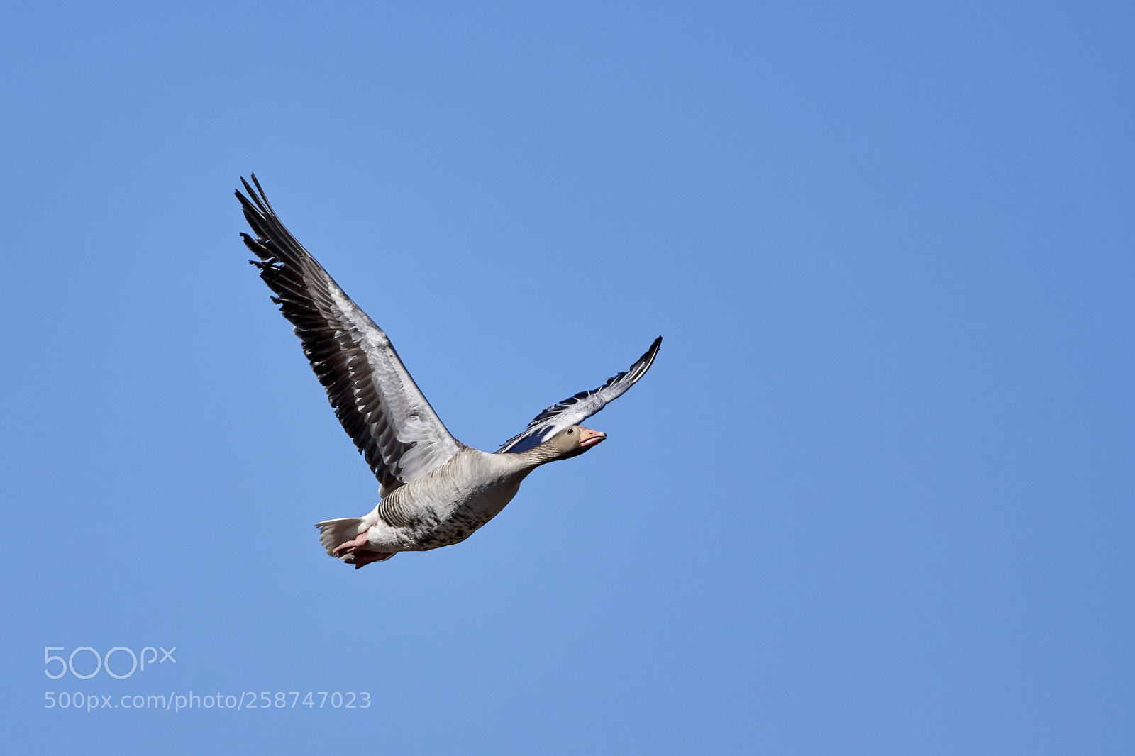 Nikon D500 sample photo. Greylag goose in flight photography