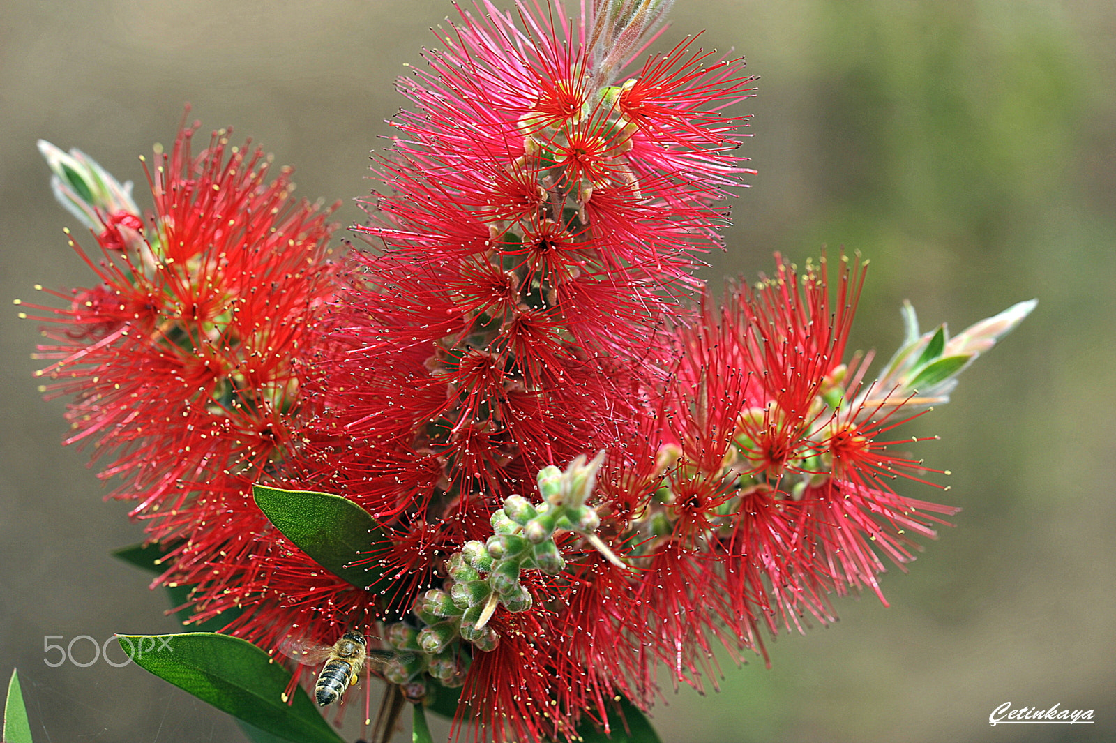 Nikon D700 sample photo. Brush flower photography