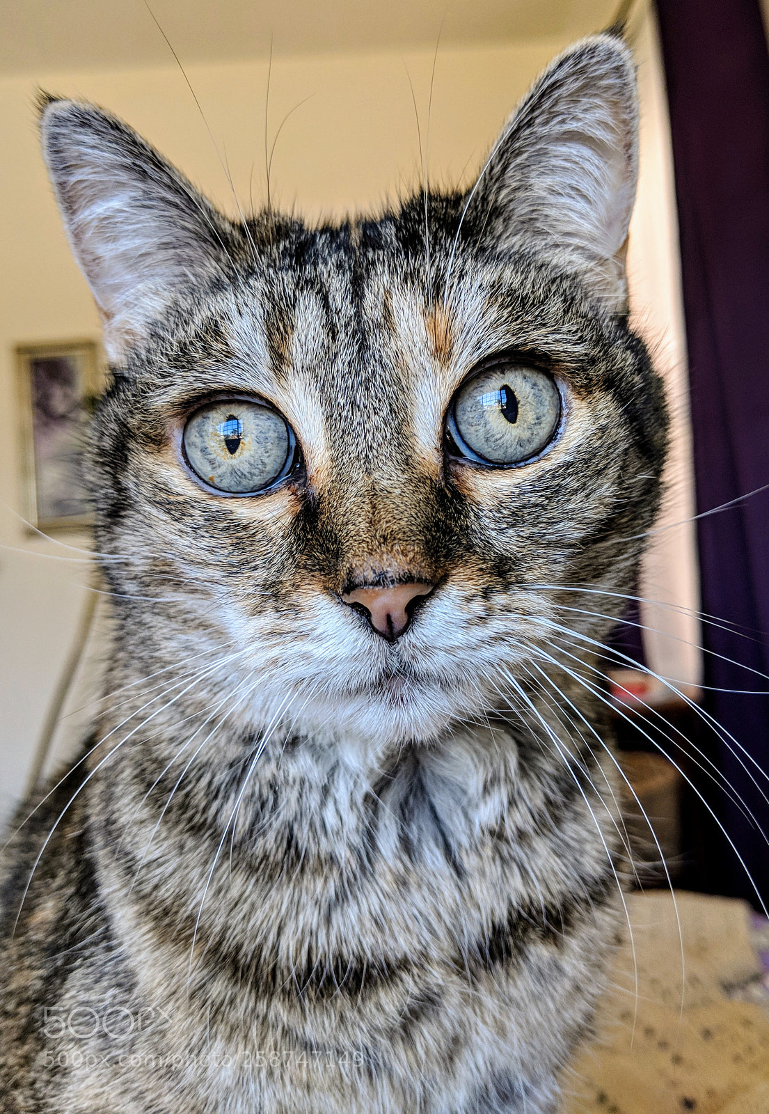 Google Pixel 2 sample photo. Tabby cat photography
