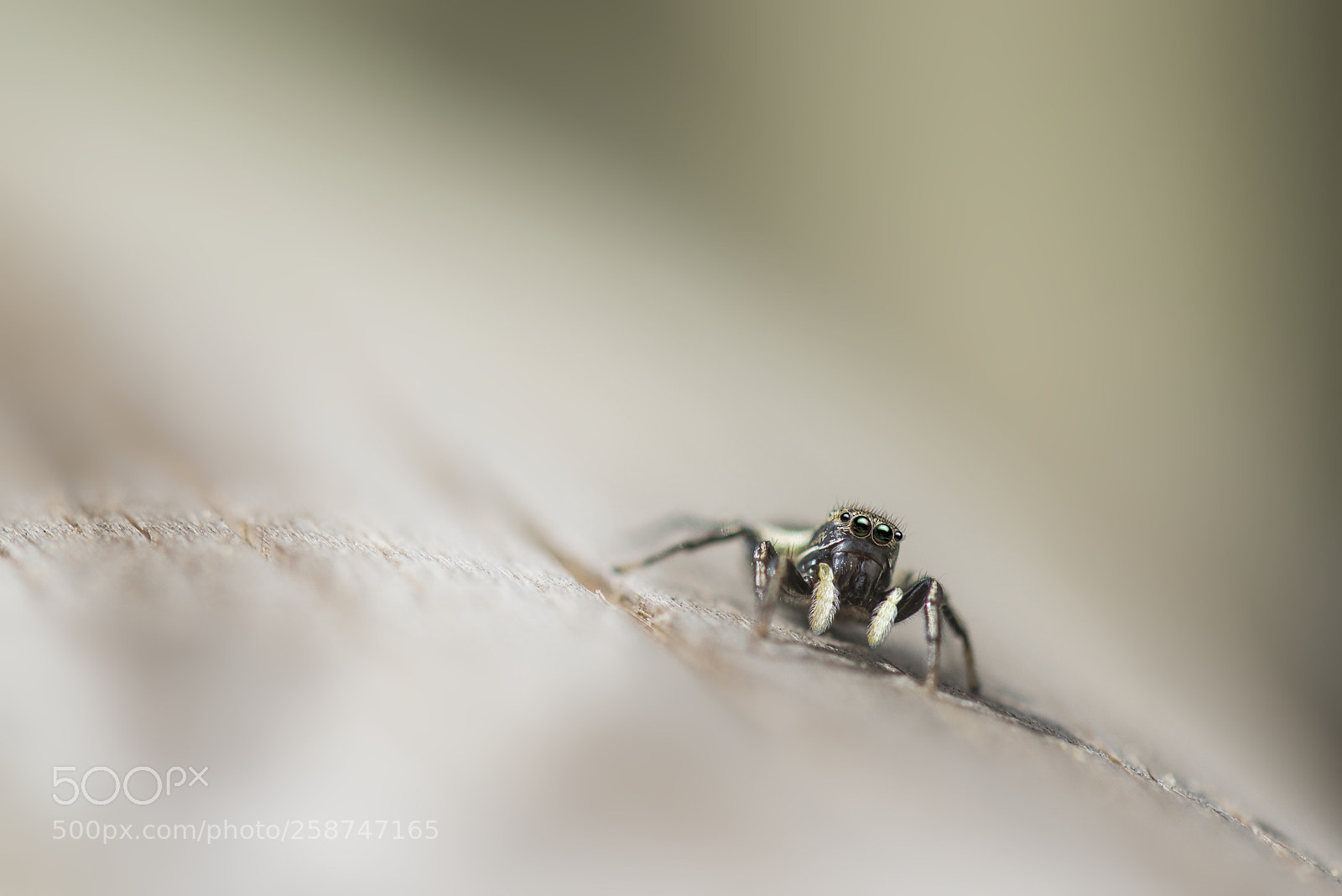 Nikon D610 sample photo. Springspinne photography