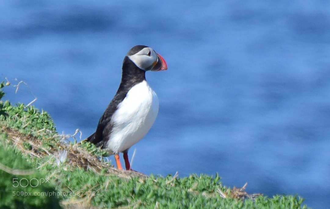 Nikon D5300 sample photo. Puffin photography