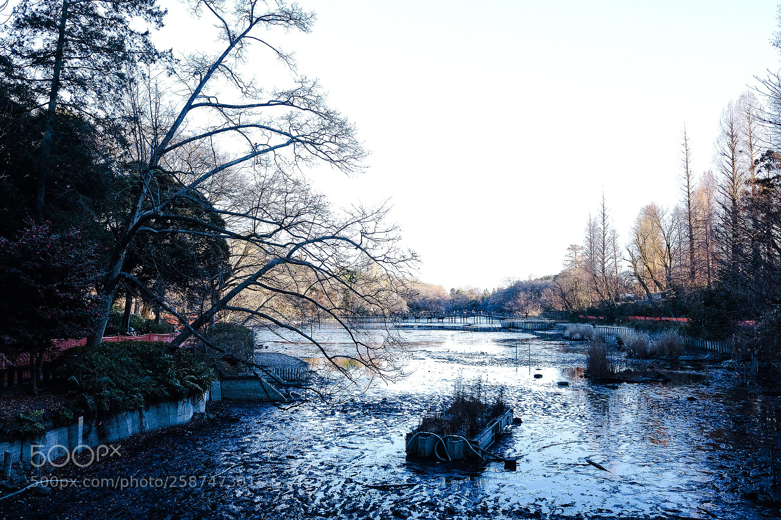Fujifilm X70 sample photo. Winter in the inokashira photography
