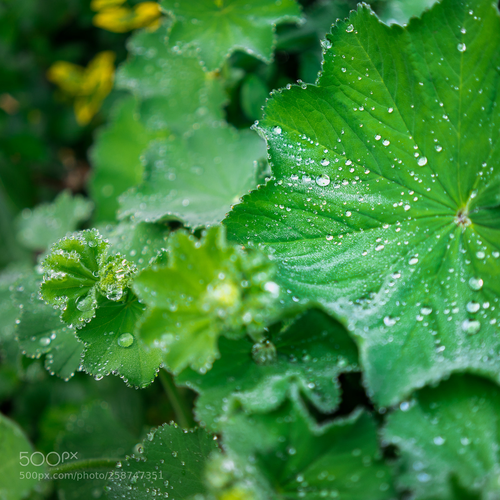 Sony a7 II sample photo. Riggisberg photography