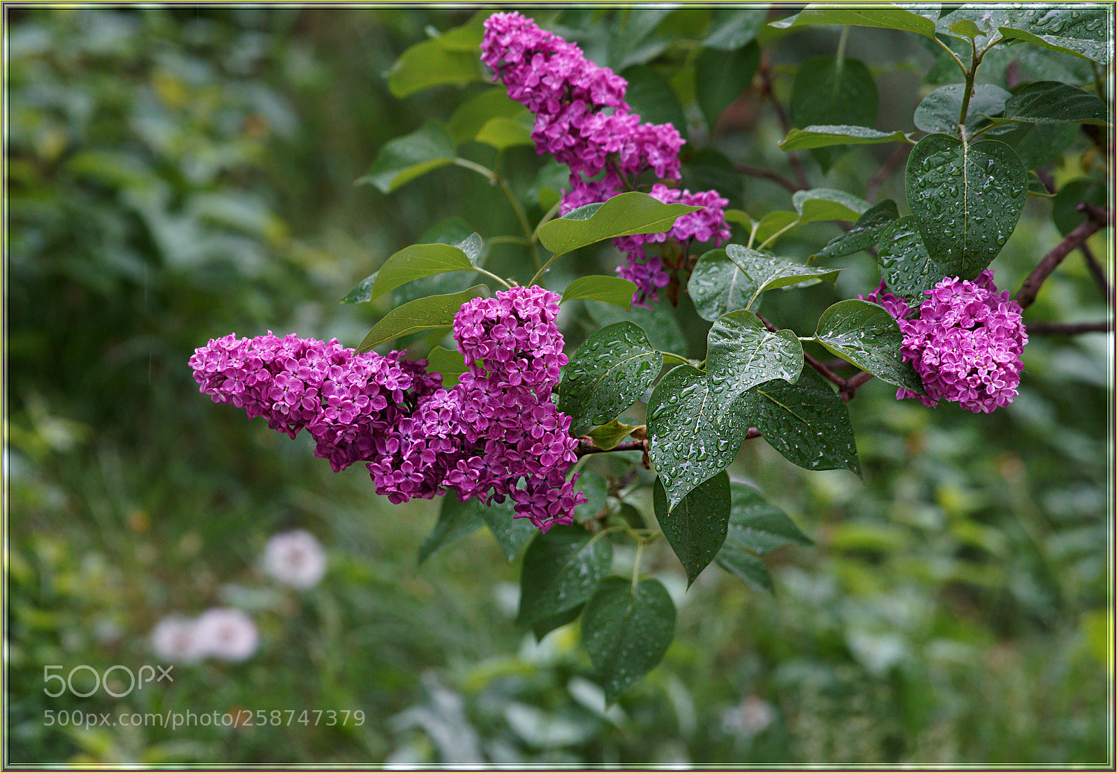 Sony a7R II sample photo. C photography