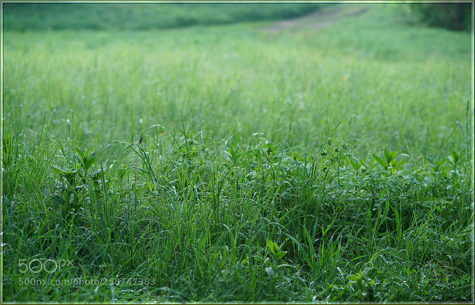 Sony a7R II sample photo. C photography