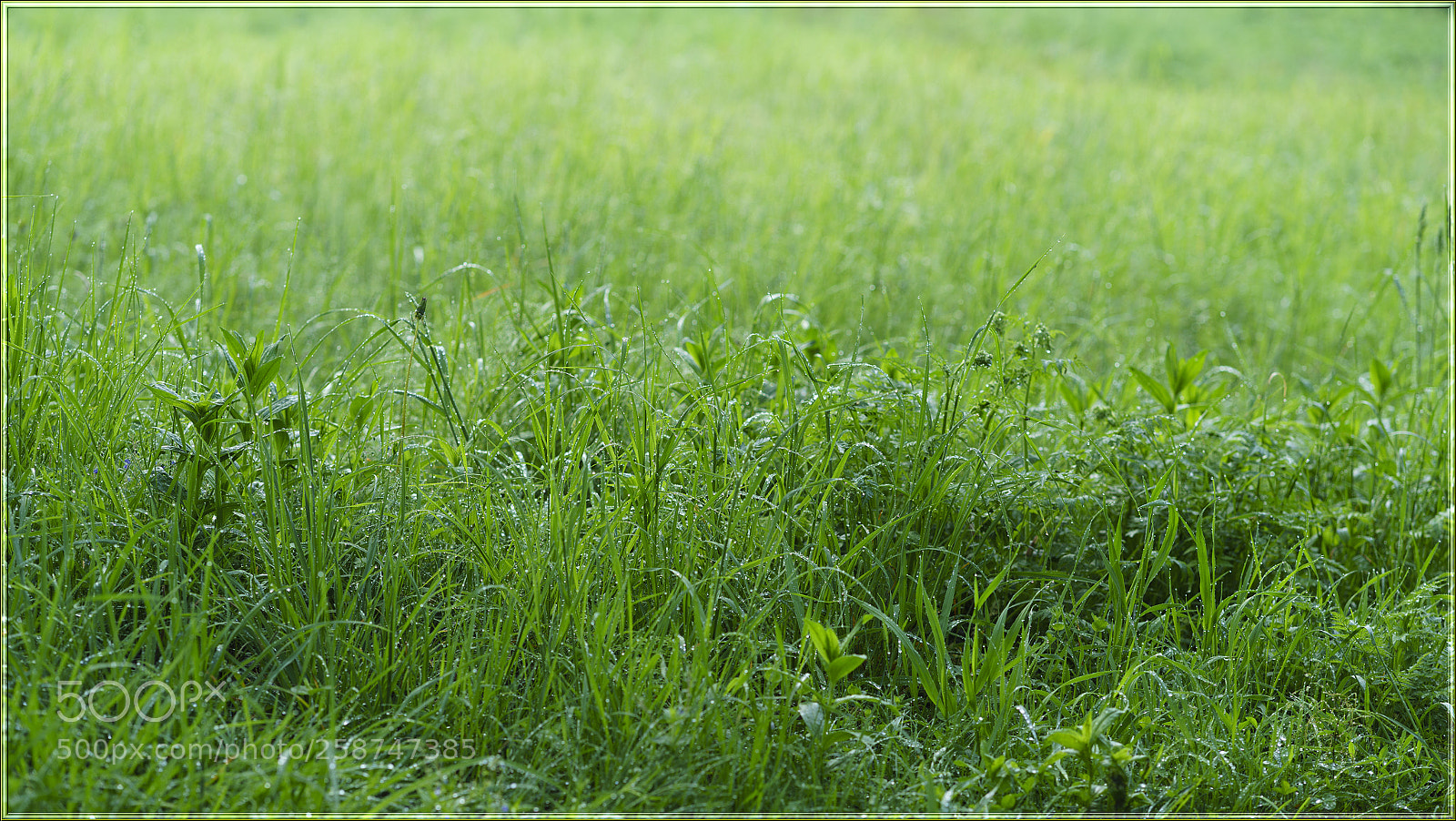 Sony a7R II sample photo. C photography
