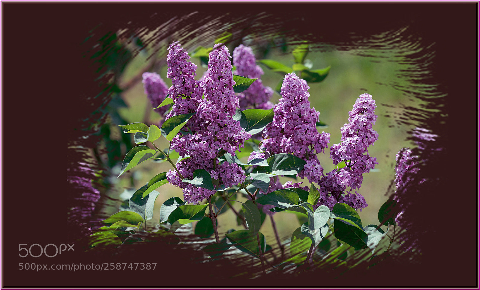 Sony a7R II sample photo. C photography