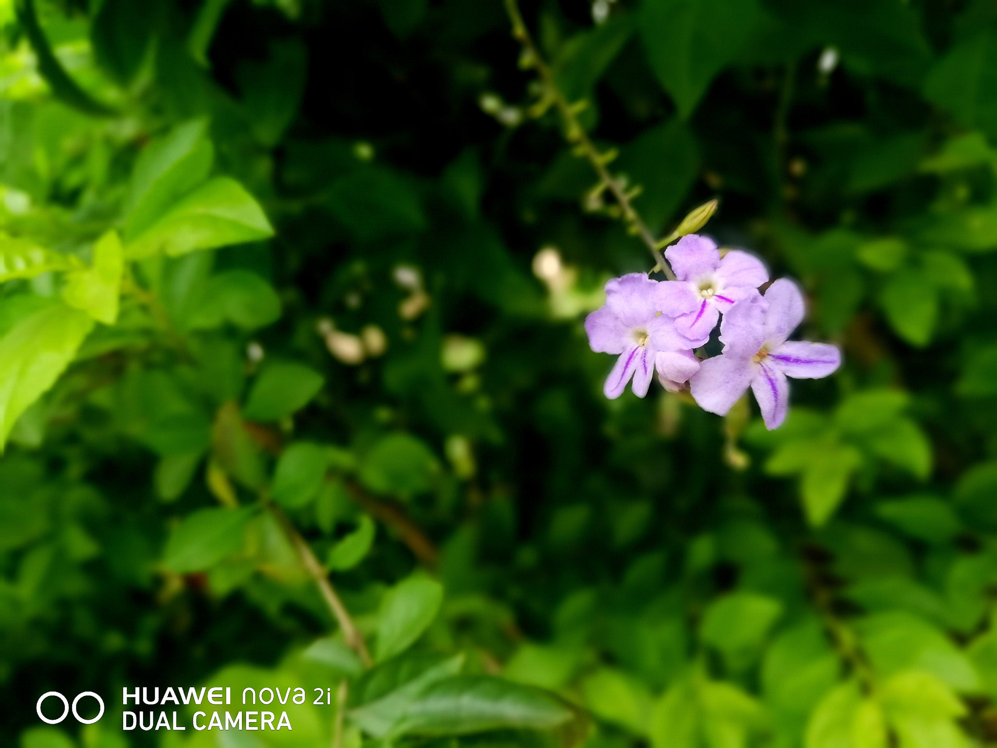 HUAWEI nova 2i sample photo. 🌸 photography