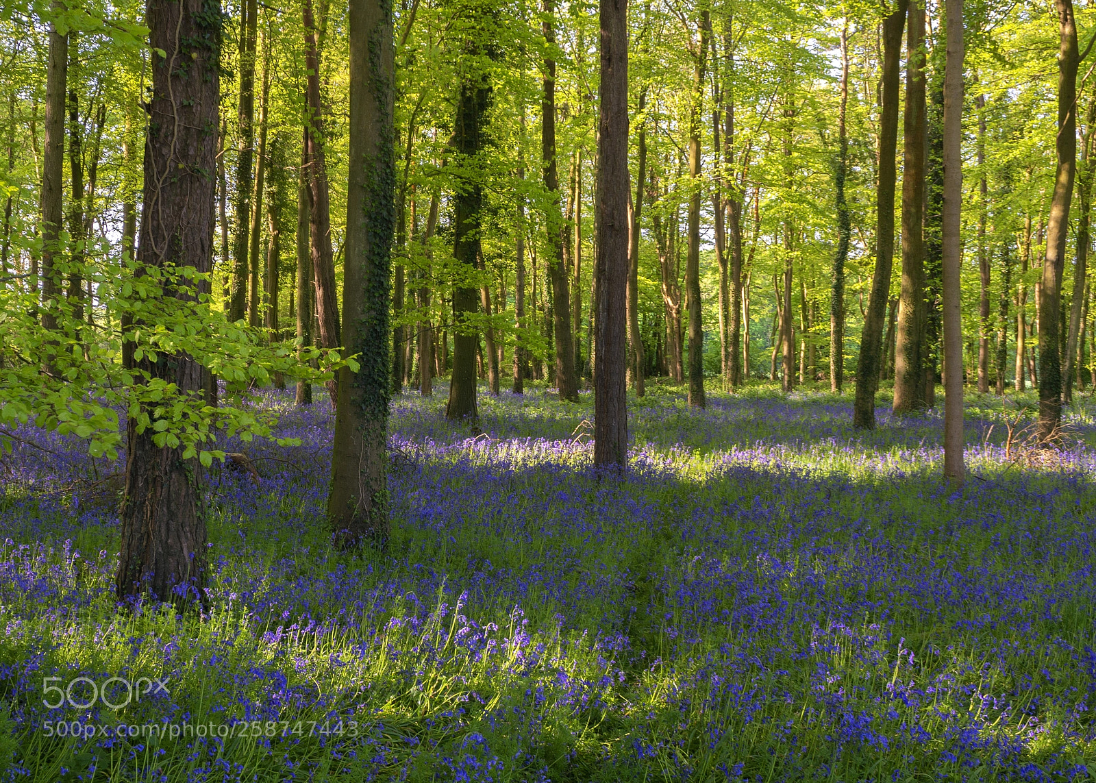 Nikon D7100 sample photo. Bluebell walk photography