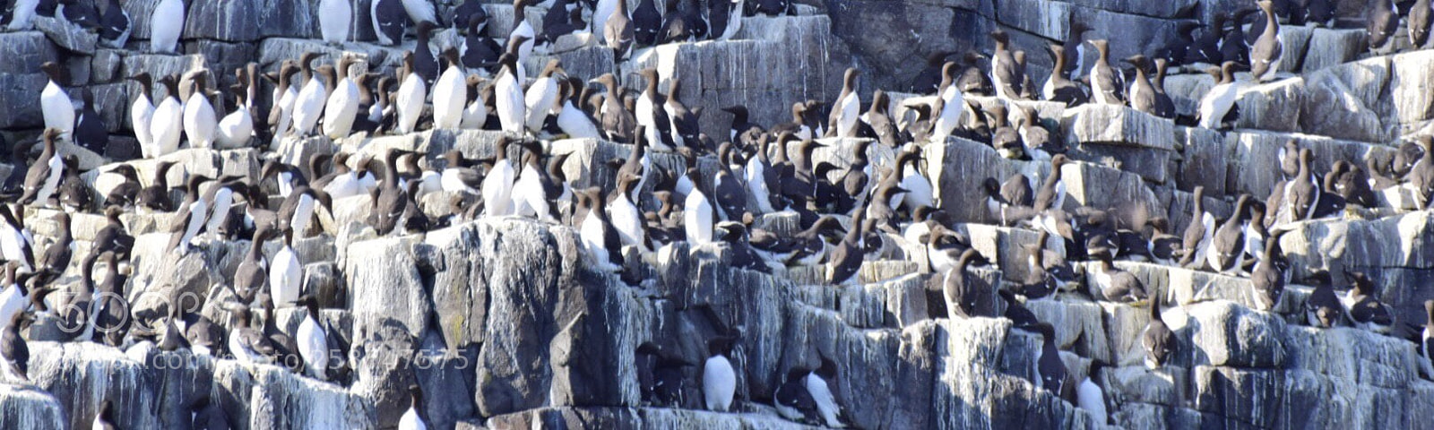 Nikon D5300 sample photo. Guillemot rock photography