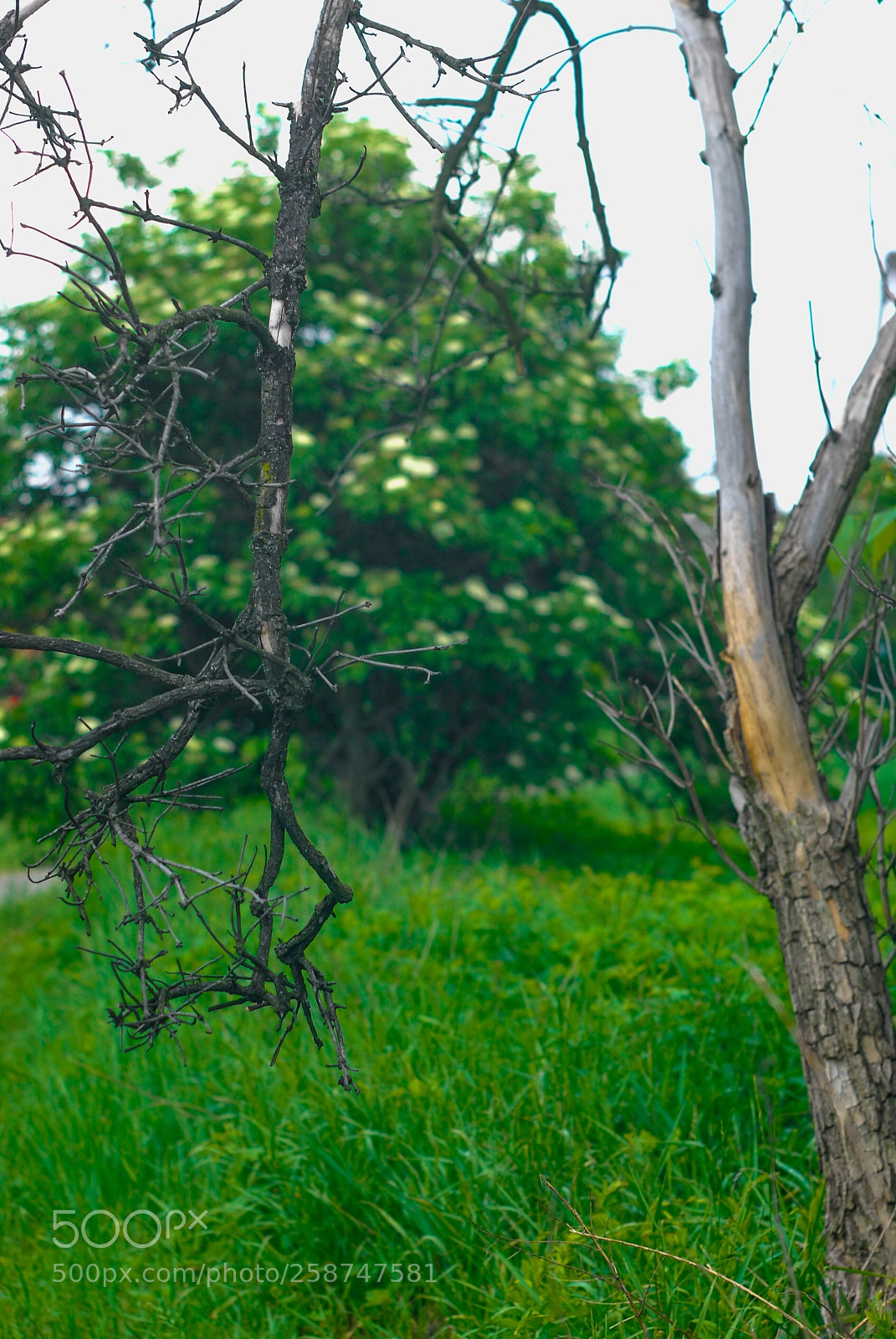 Nikon D200 sample photo. Untitled photography