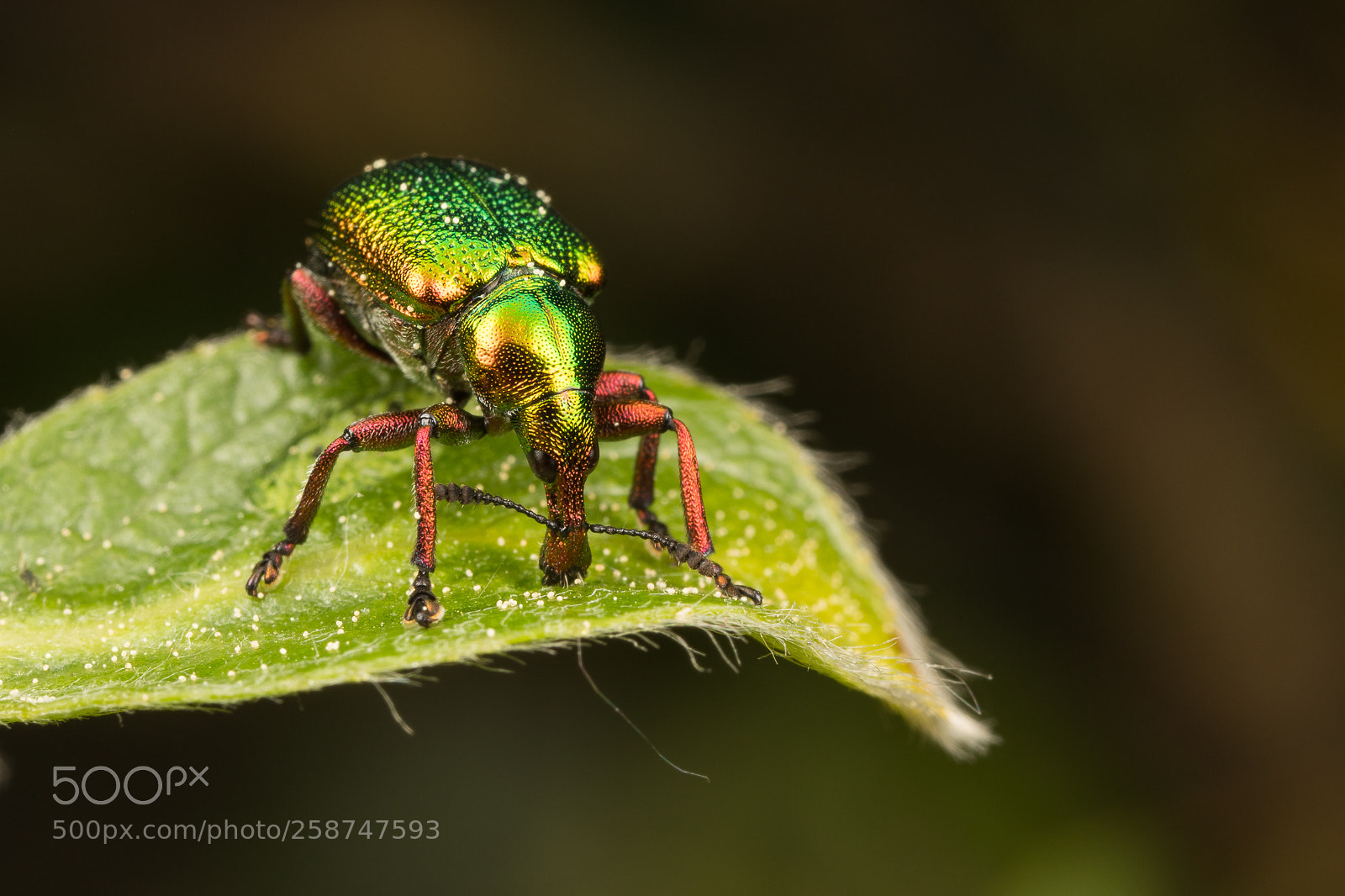 Canon EOS 5D Mark IV sample photo. Byctiscus betulae photography