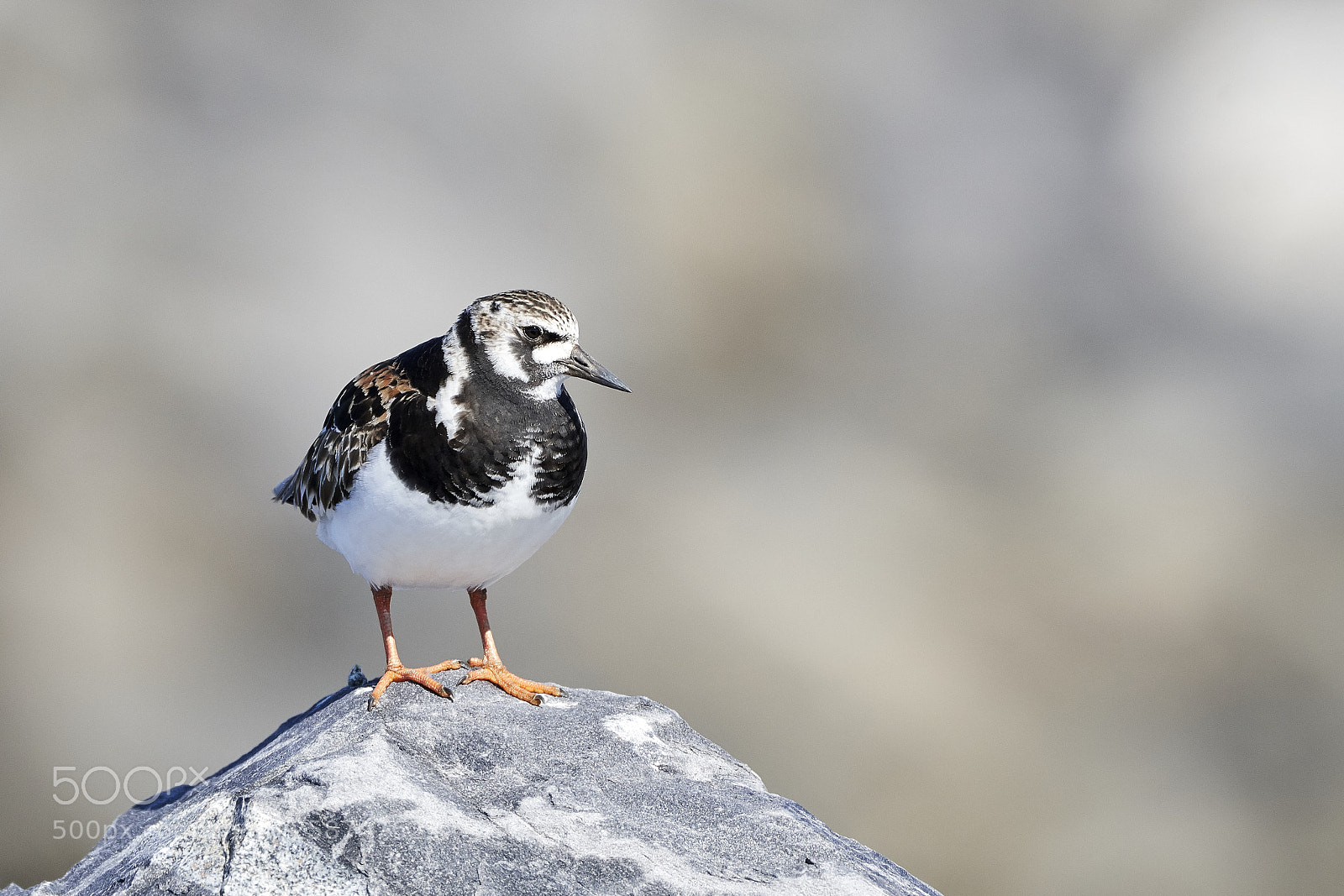 Nikon D500 sample photo. Ruddy turnstone on a photography