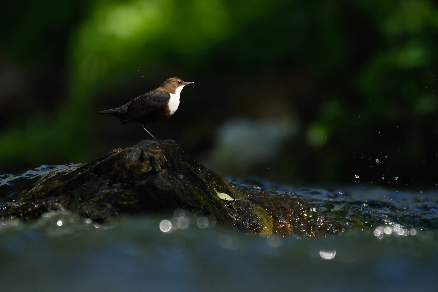 Nikon D7200 sample photo. Cinclus cinclus photography