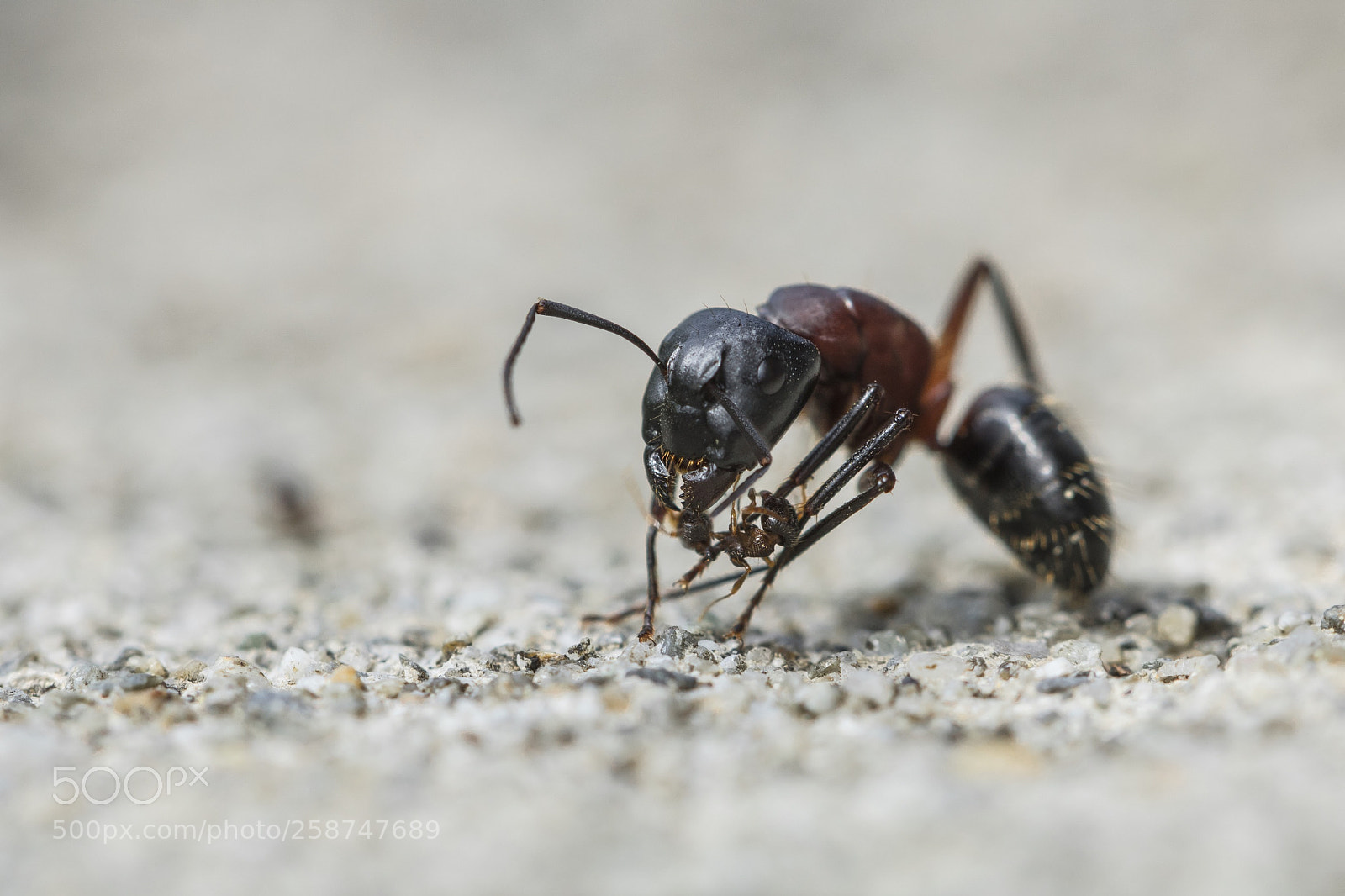 Canon EOS 750D (EOS Rebel T6i / EOS Kiss X8i) sample photo. David gegen goliath photography