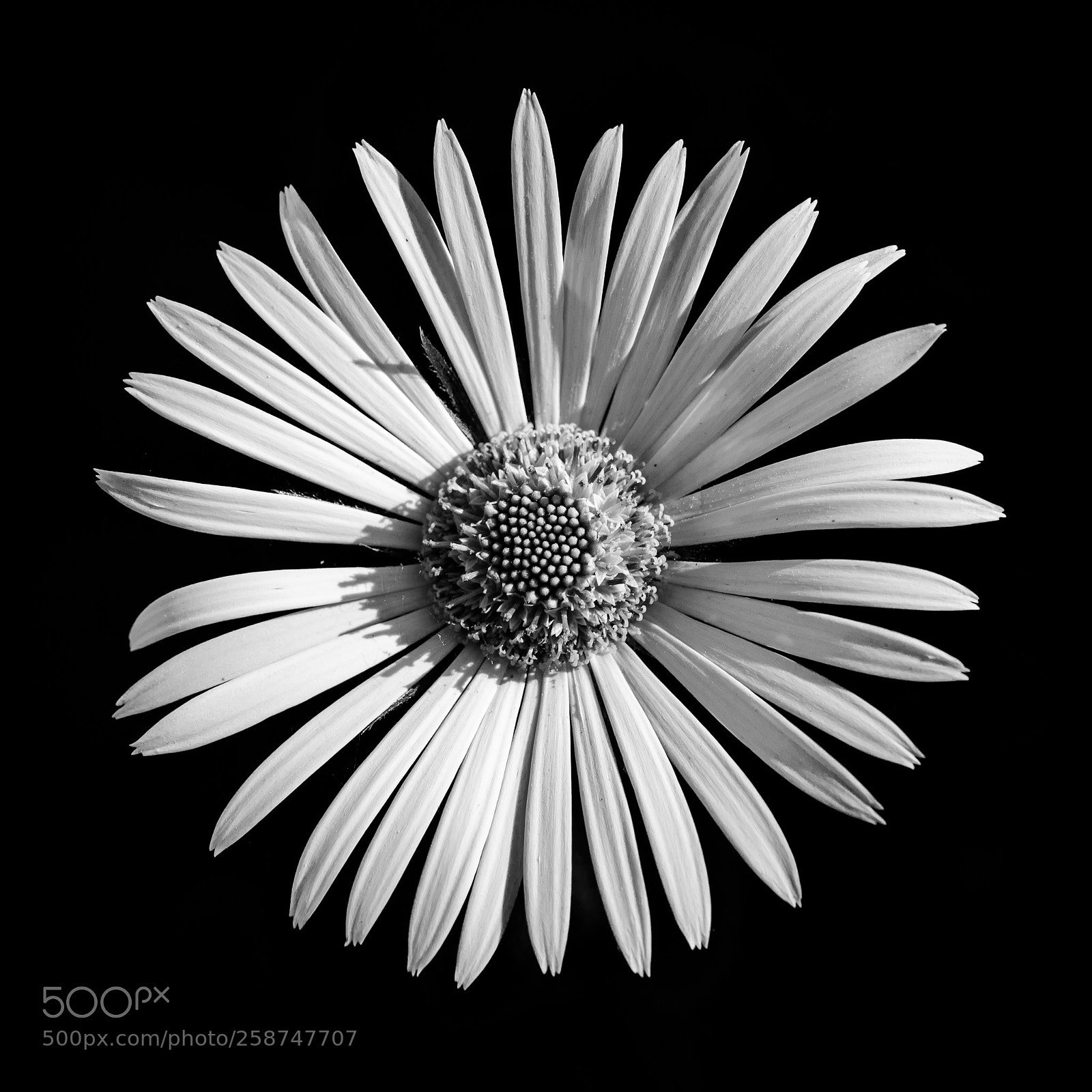 Canon EOS 5D Mark IV sample photo. Garden flower photography