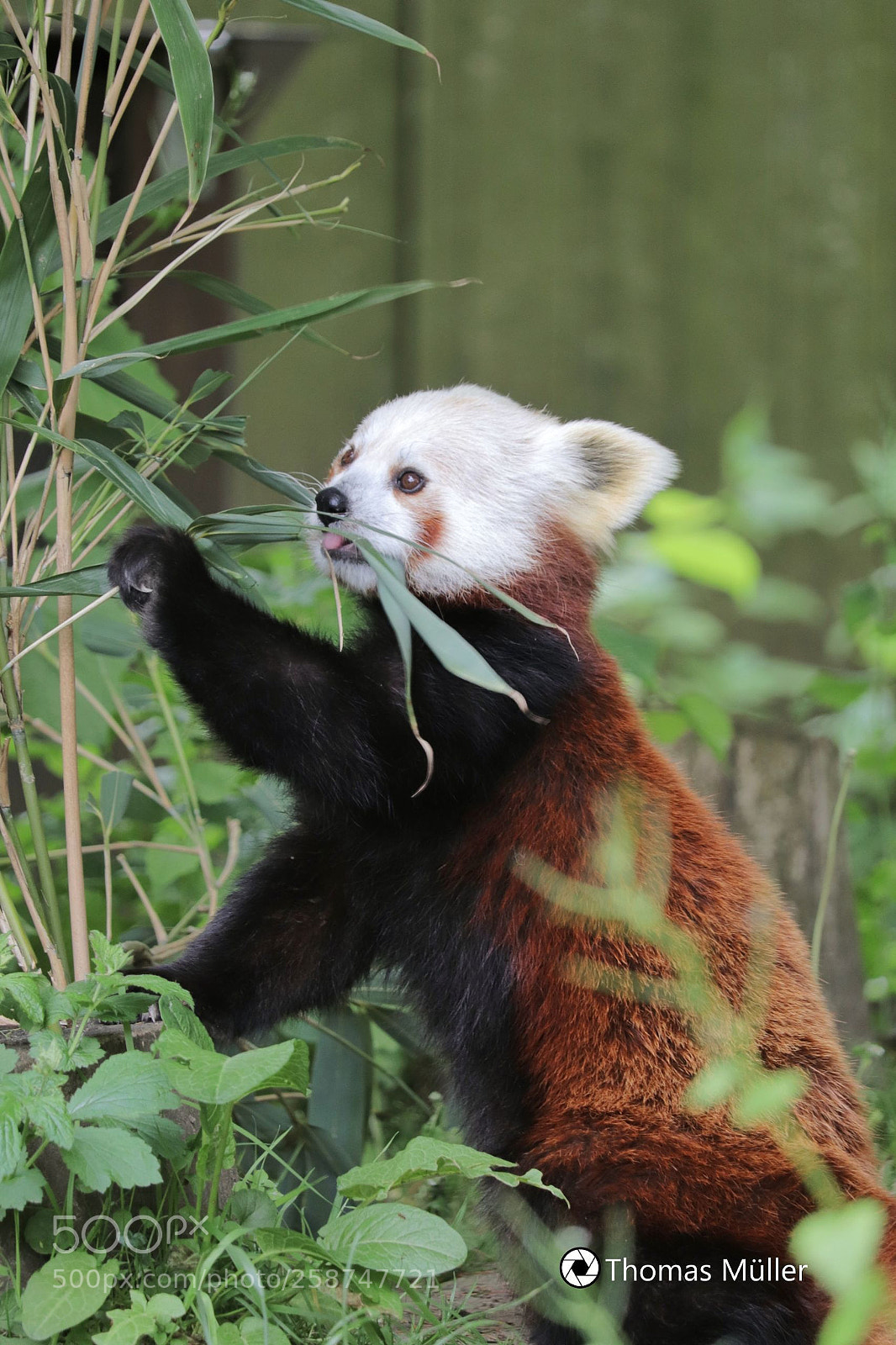 Canon EOS 77D (EOS 9000D / EOS 770D) sample photo. Red panda photography