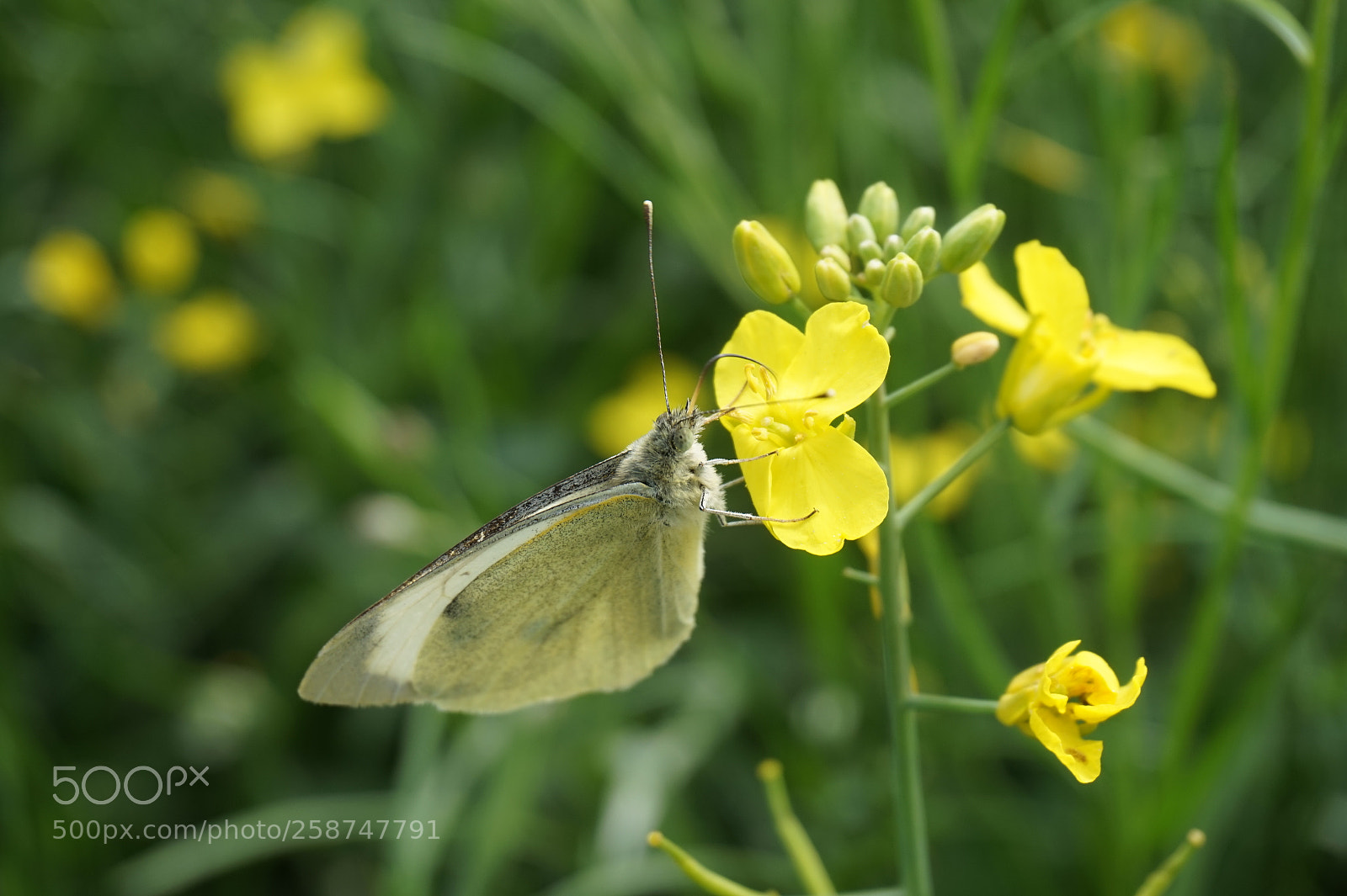 Sony Alpha a5000 (ILCE 5000) sample photo. Butterfly photography