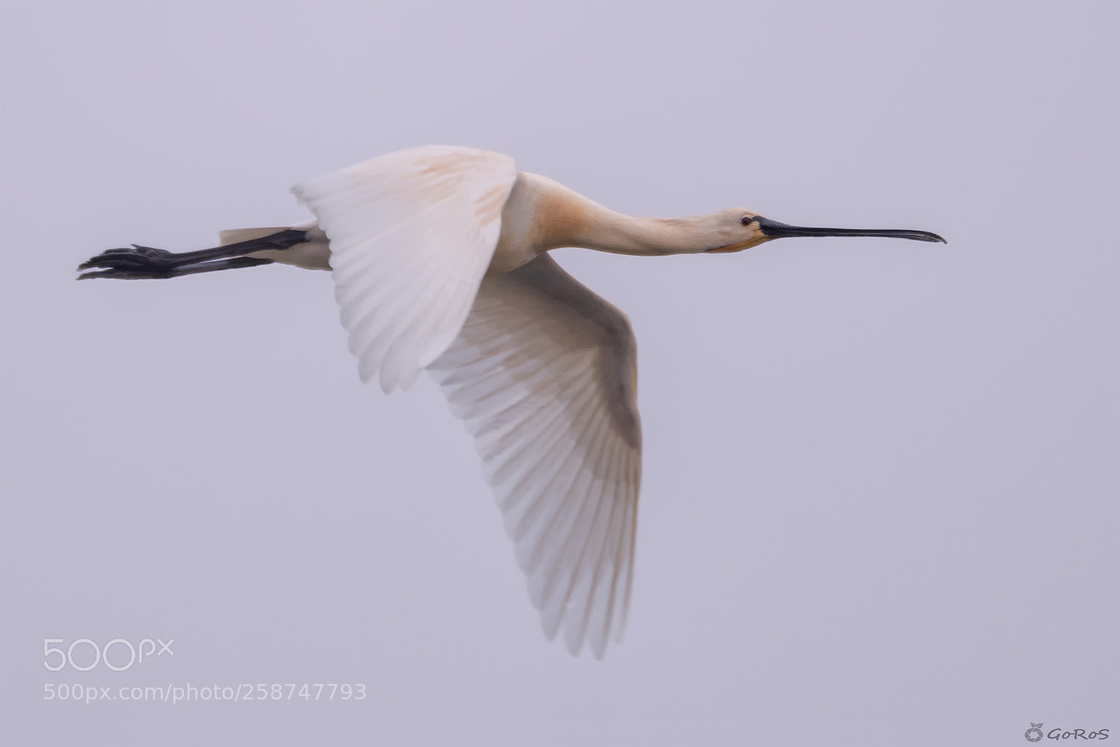 Nikon D500 sample photo. Espatula comun (platalea leucorodia) photography