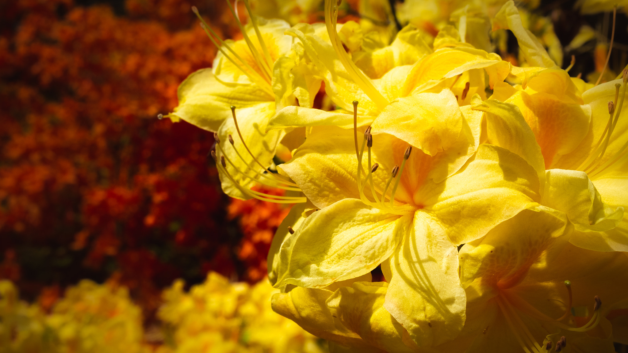 Olympus PEN E-PL6 sample photo. Azalea photography