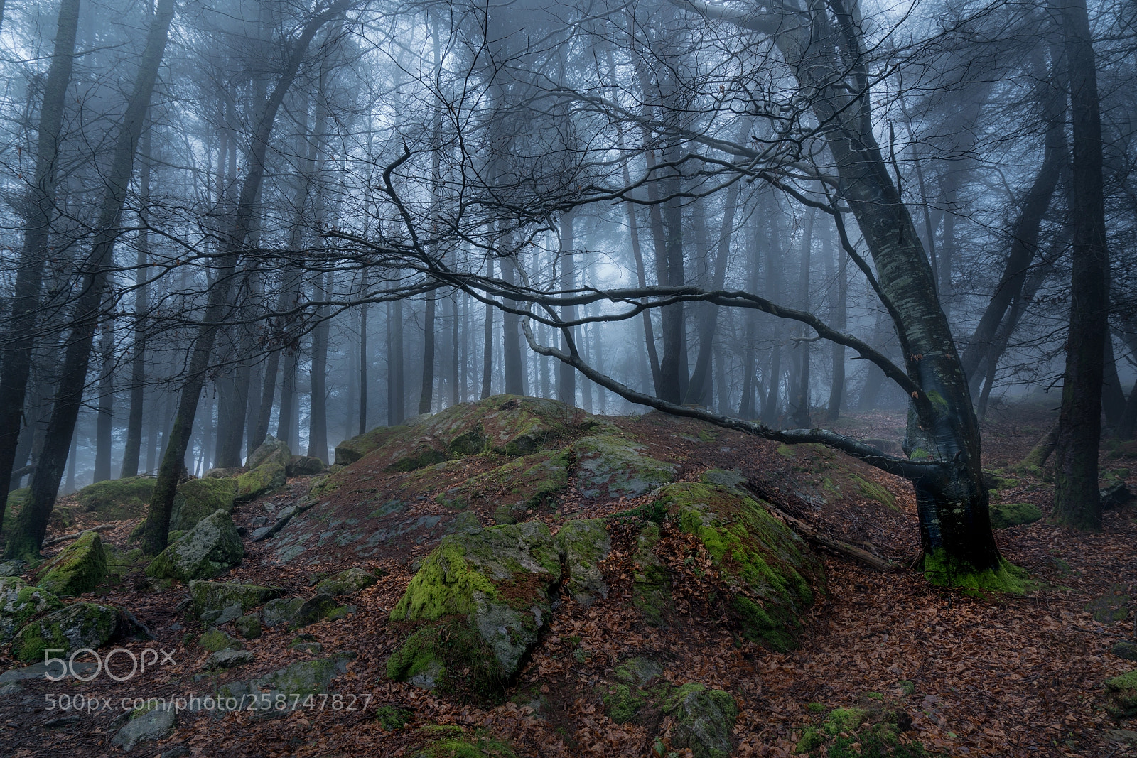 Sony a7R II sample photo. Calligollogan woods photography