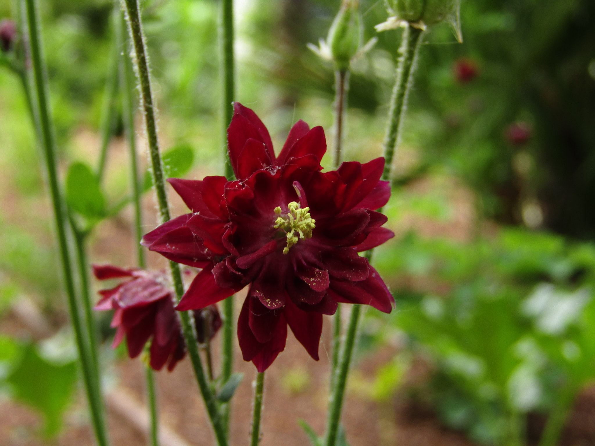 Canon POWERSHOT SX430 IS sample photo. Img photography