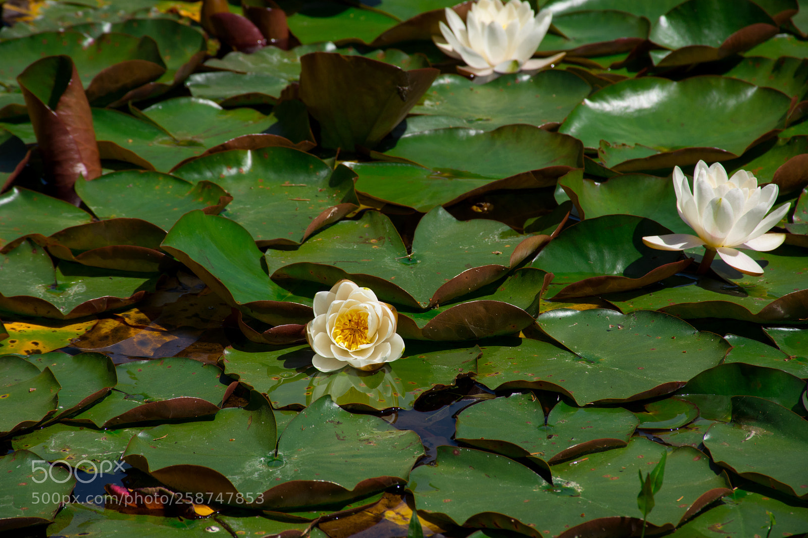 Nikon D7200 sample photo. Water lilies photography