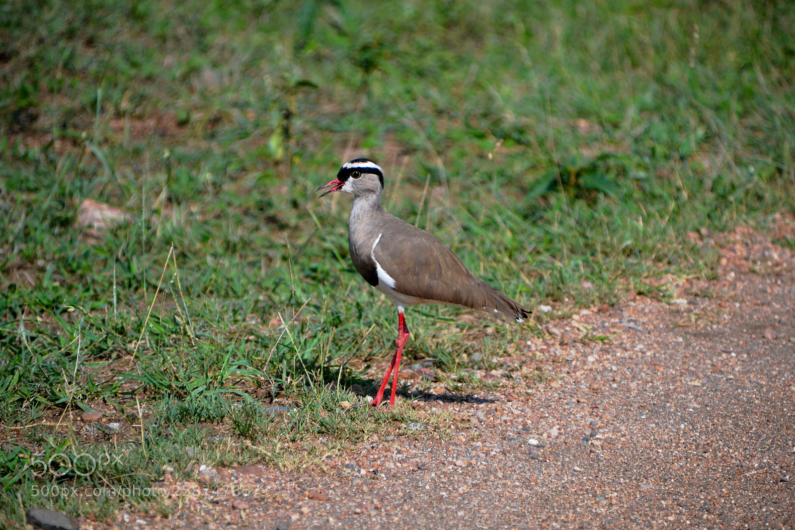 Nikon D3100 sample photo. Crowned lapwing striding photography