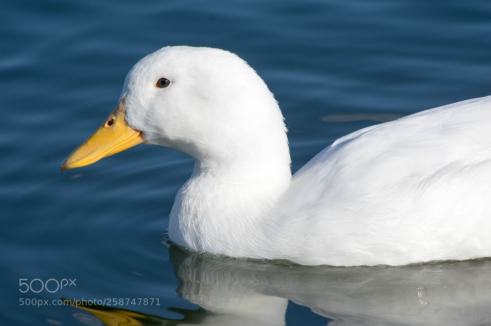 Pentax K-3 sample photo. Duck photography