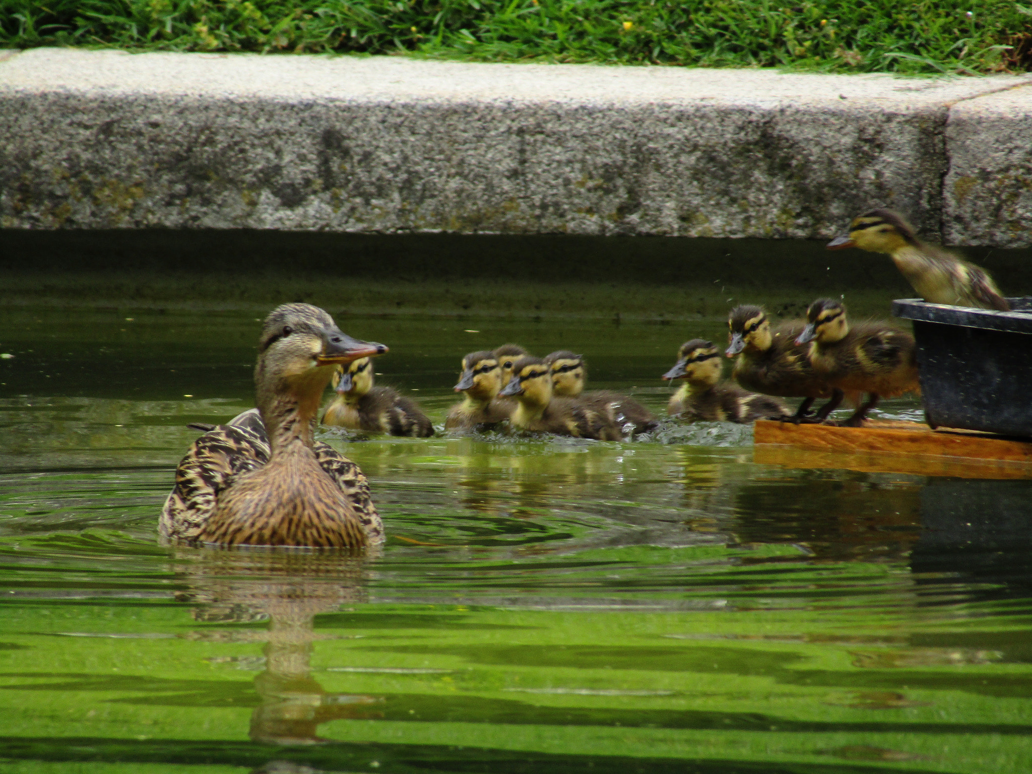 Canon POWERSHOT SX430 IS sample photo. Img photography