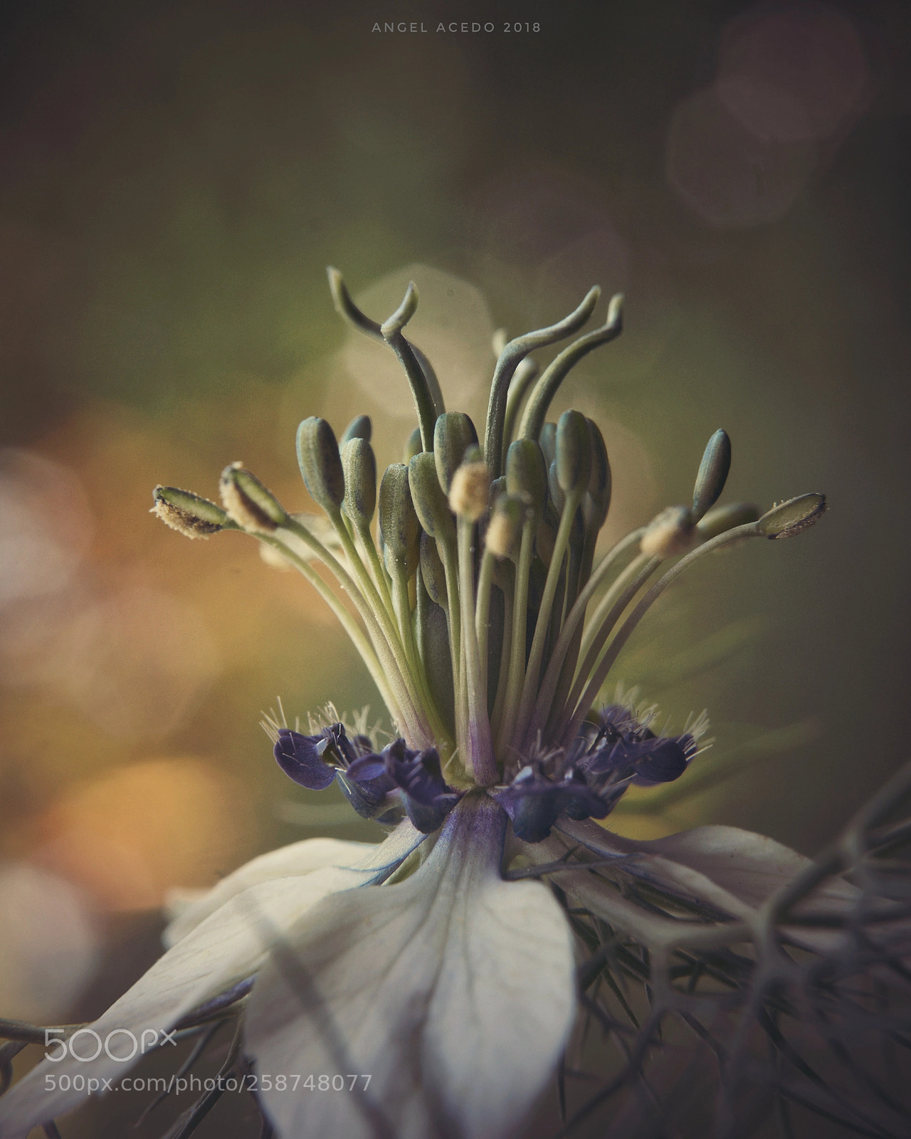 Nikon D7100 sample photo. Misty flower photography