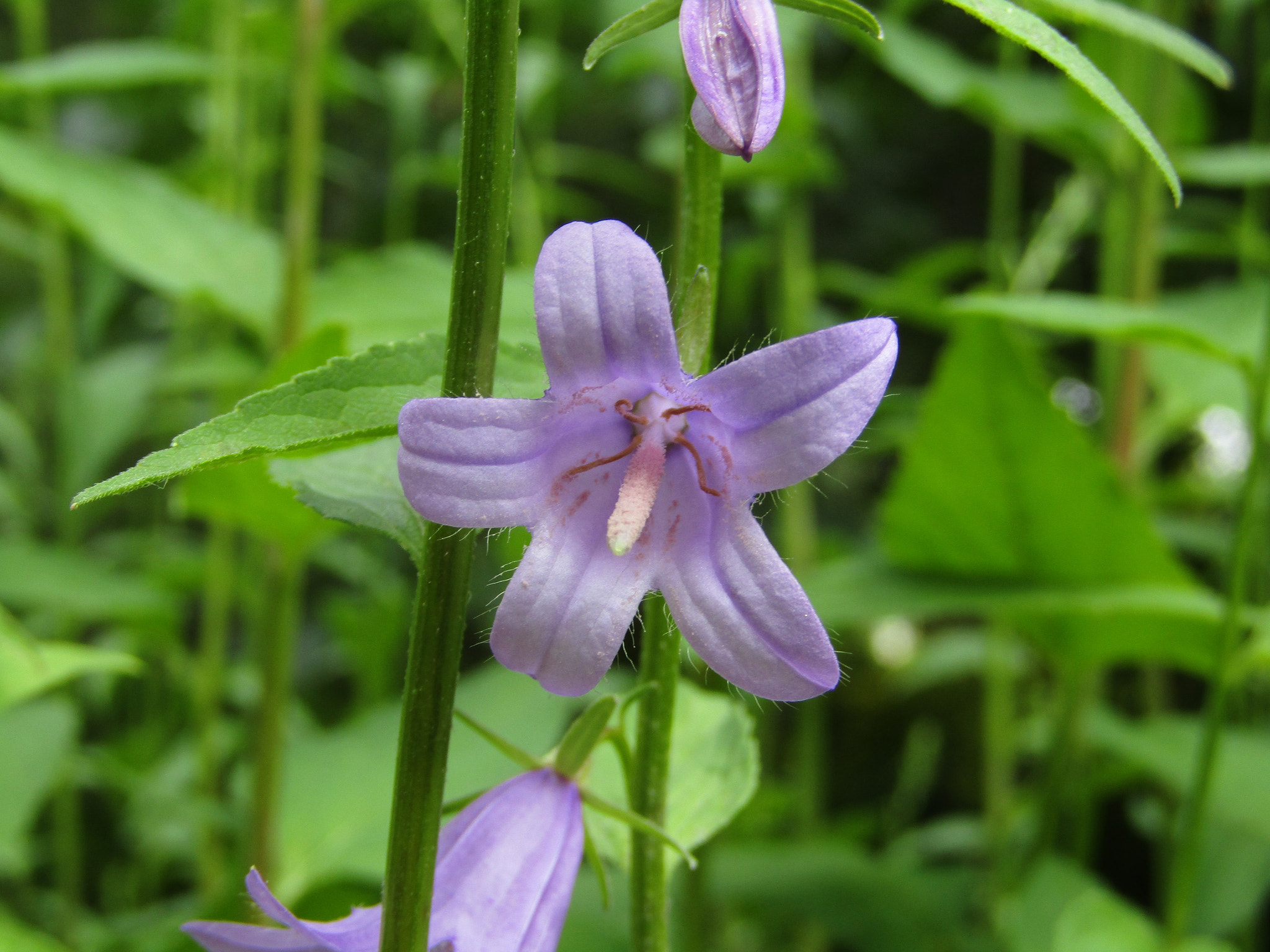 Canon POWERSHOT SX430 IS sample photo. Img photography