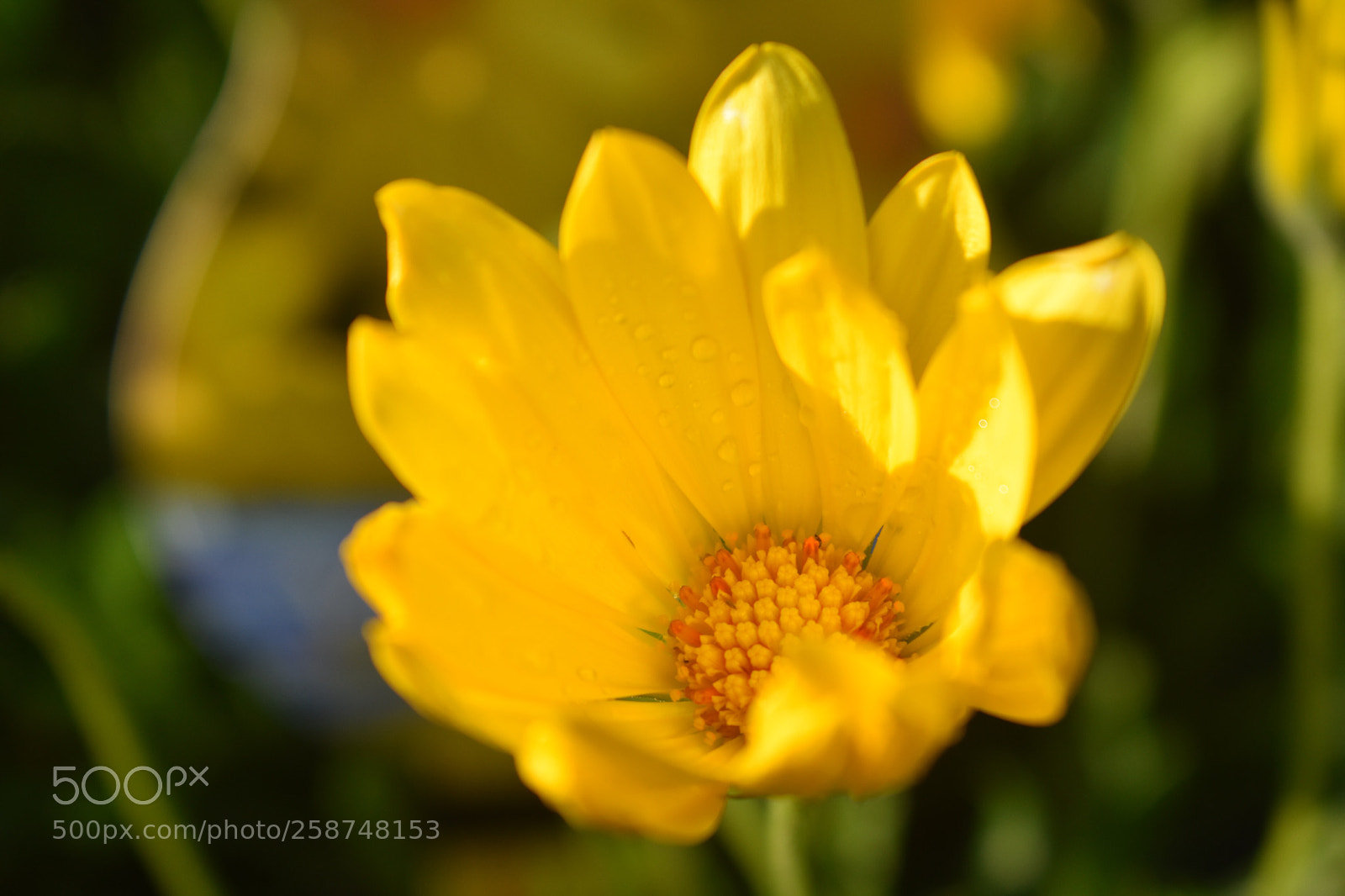 Nikon D3400 sample photo. A cup of morning photography