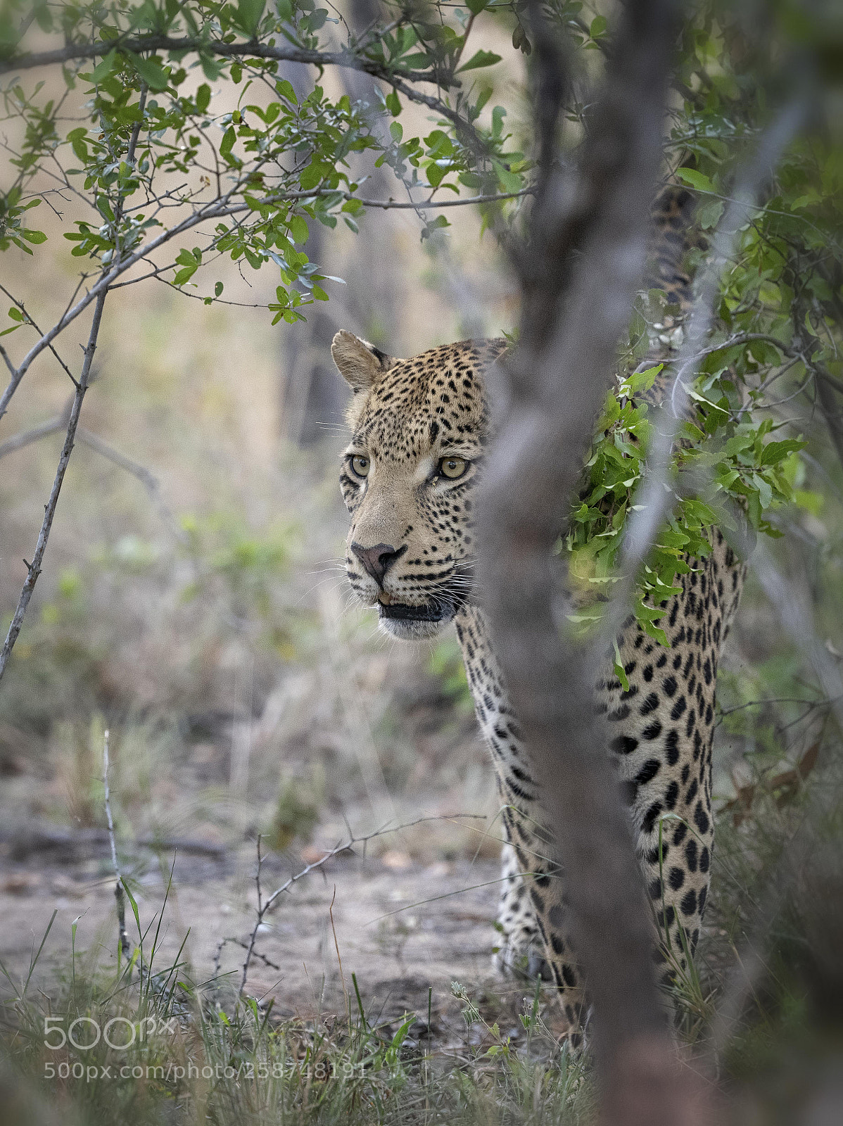 Nikon D850 sample photo. Leopard photography