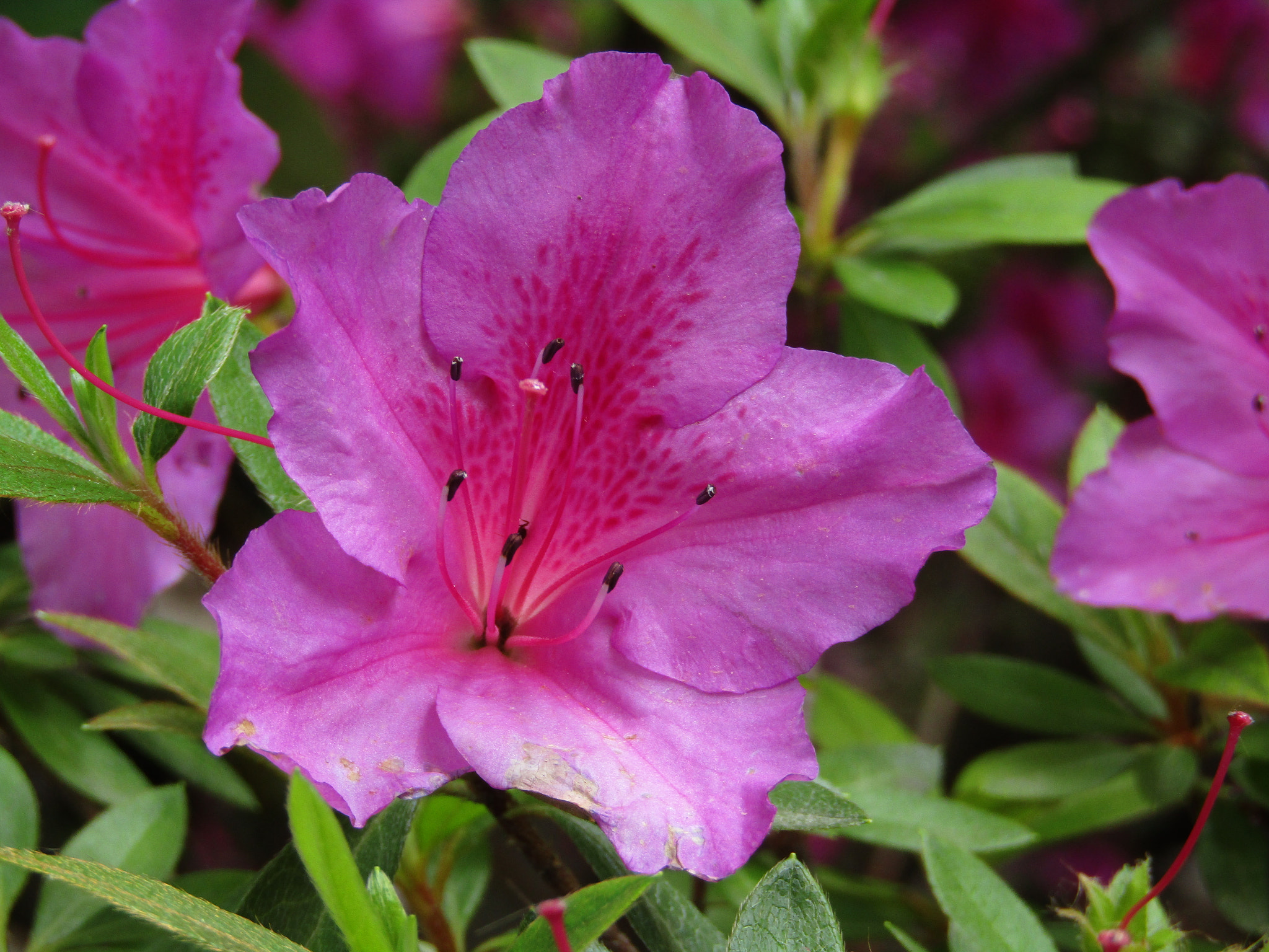 Canon POWERSHOT SX430 IS sample photo. Img photography