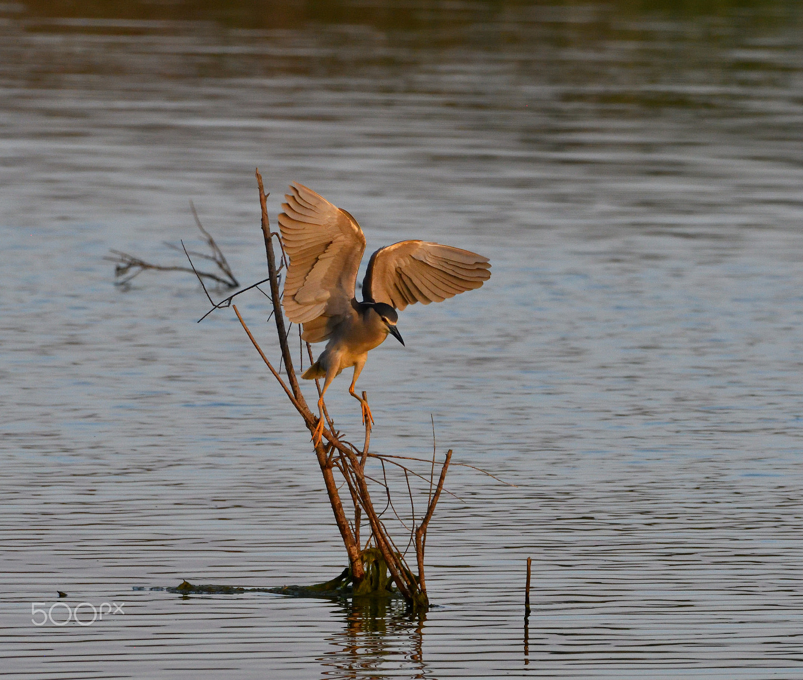 Nikon AF-S Nikkor 200-500mm F5.6E ED VR sample photo. Taking off photography