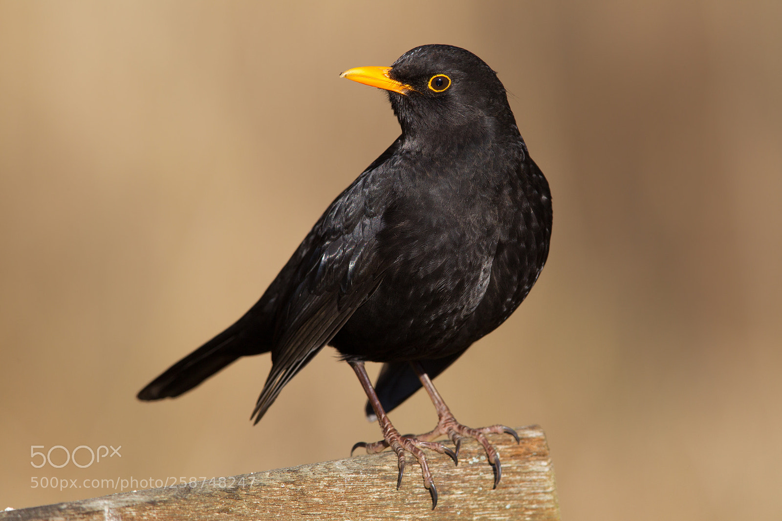 Canon EOS-1D Mark IV sample photo. Common blackbird (turdus merula) photography