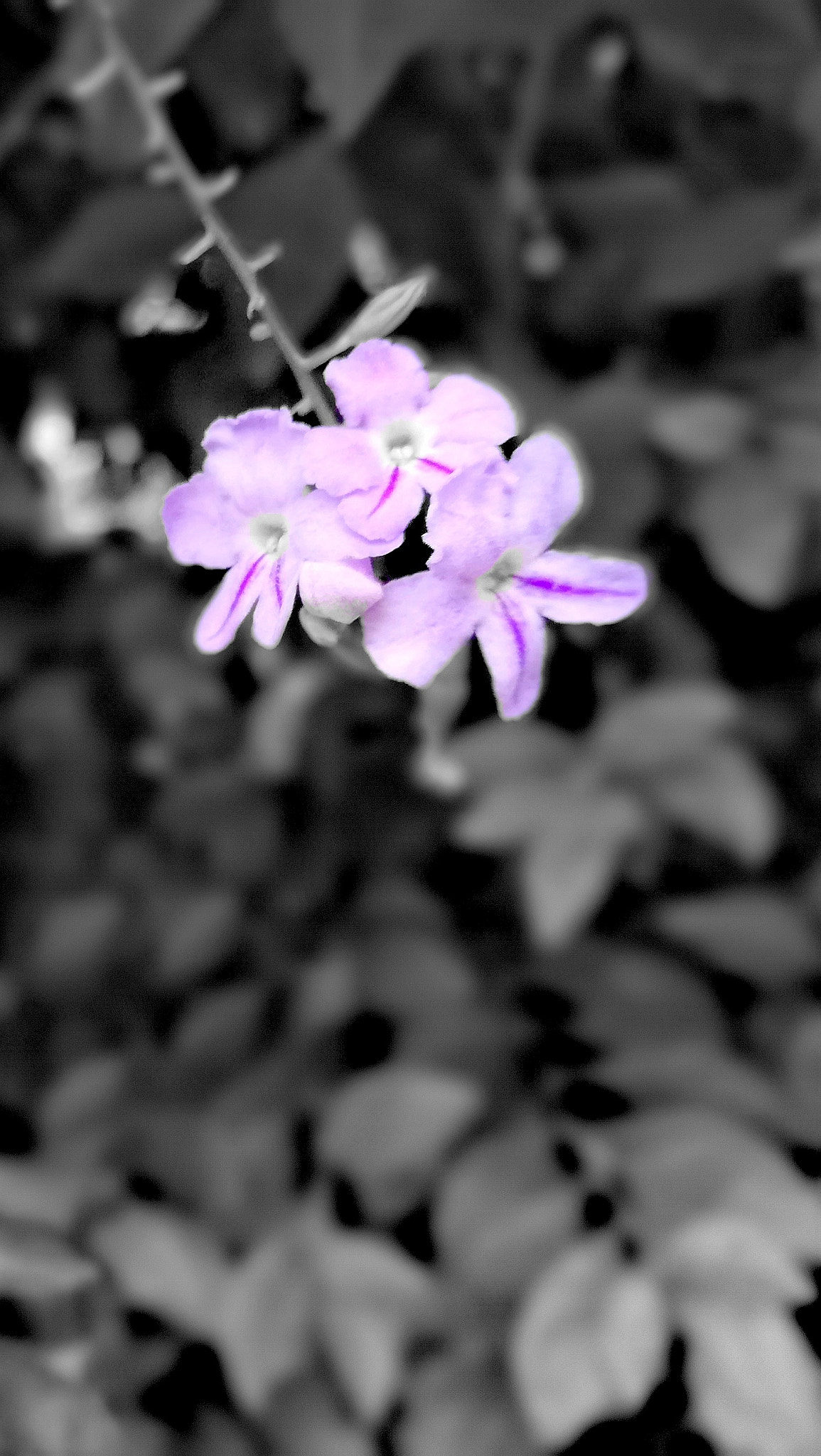 HUAWEI nova 2i sample photo. 🌸 🌸 🌸 photography
