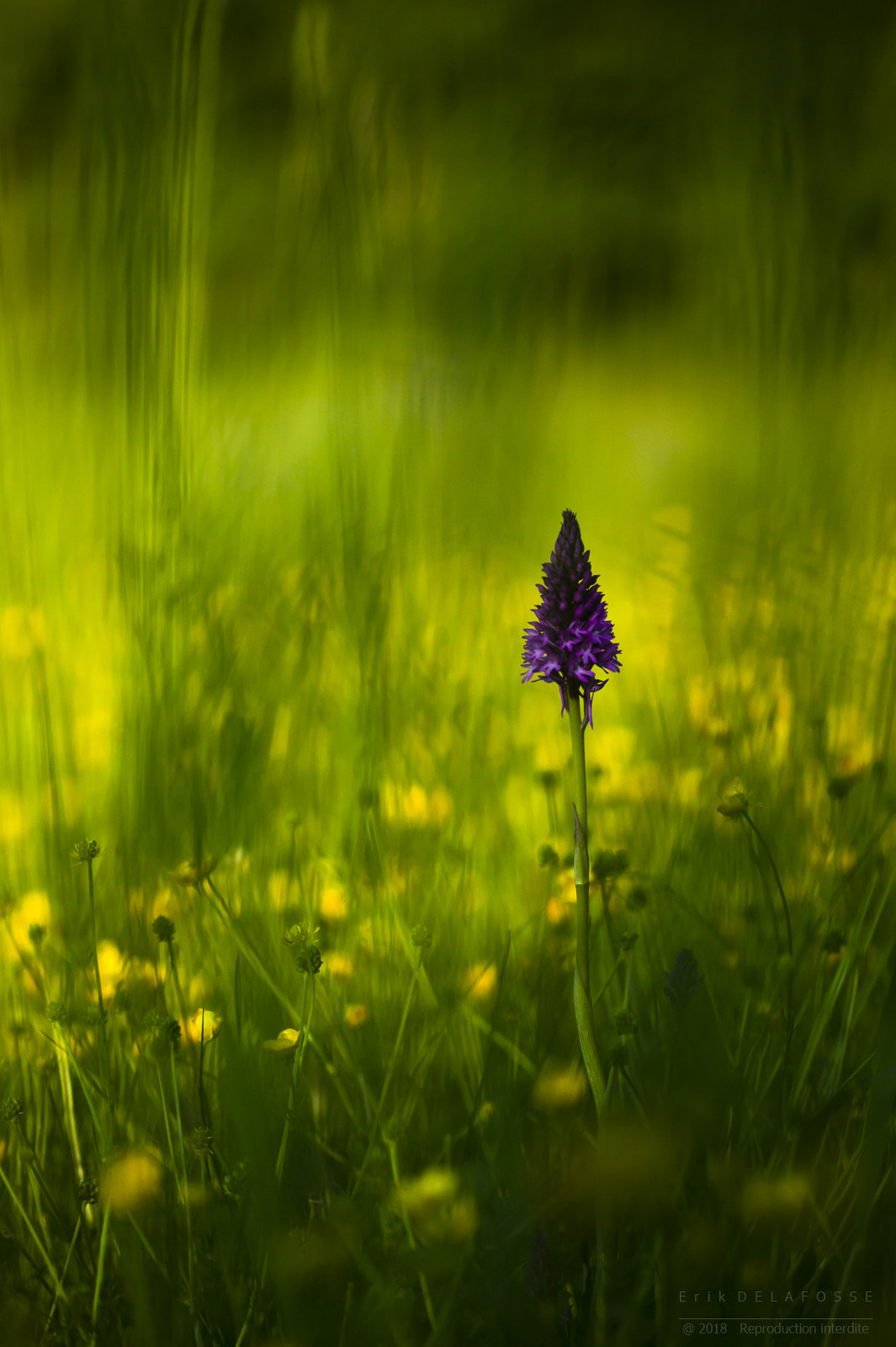 Canon EOS-1Ds sample photo. Anacamptis pyramidalis photography