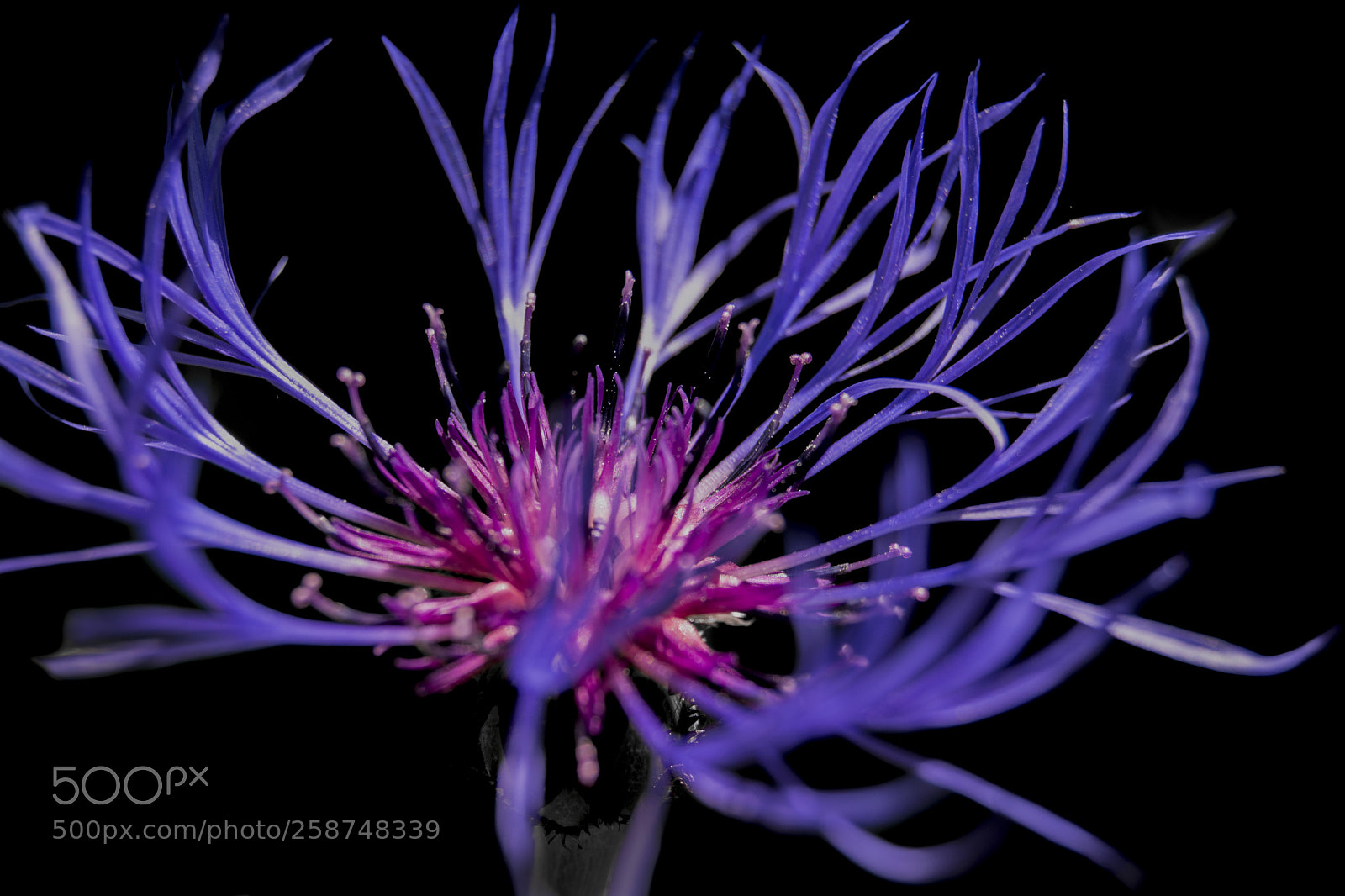 Nikon D5200 sample photo. Purple love photography