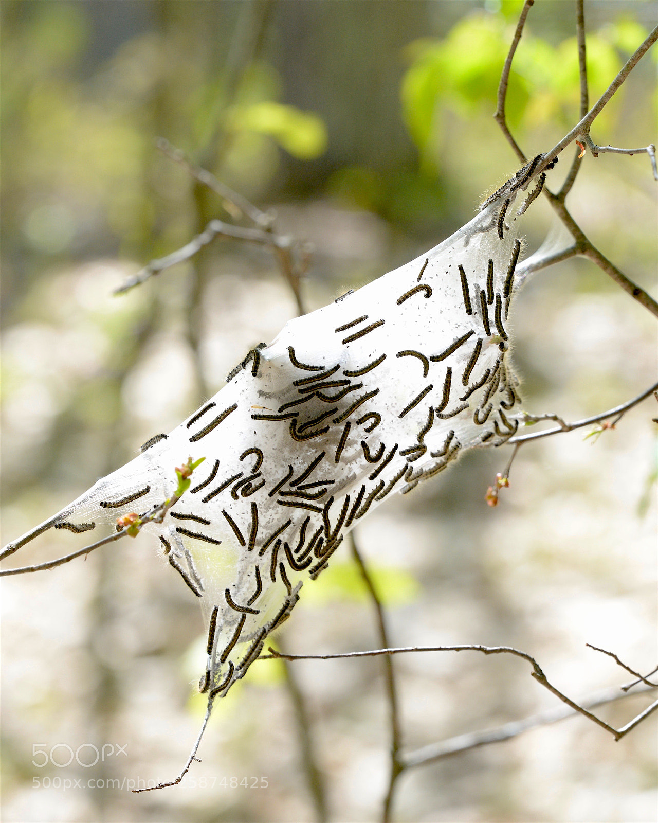 Nikon D800 sample photo. Eastern tent caterpiller photography