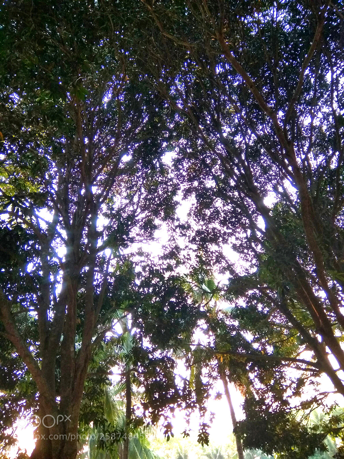 Xiaomi Redmi Note 4 sample photo. Overshadow.... photography
