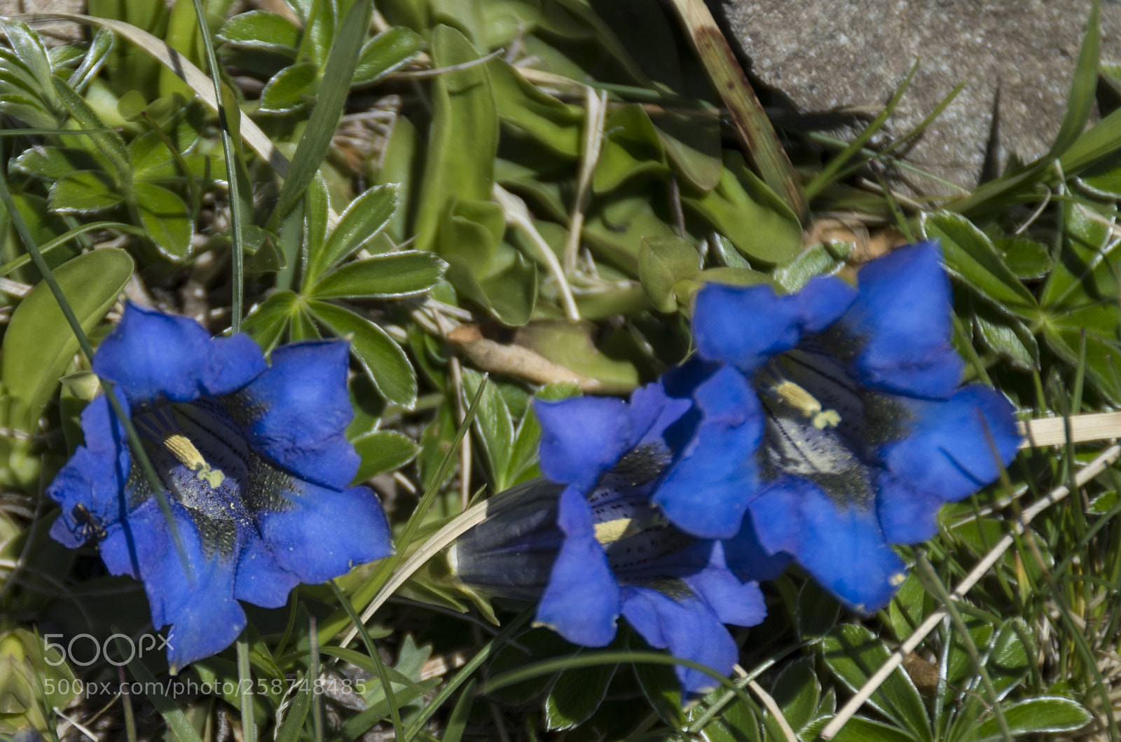 Pentax K-30 sample photo. Fiori di alta montagna photography